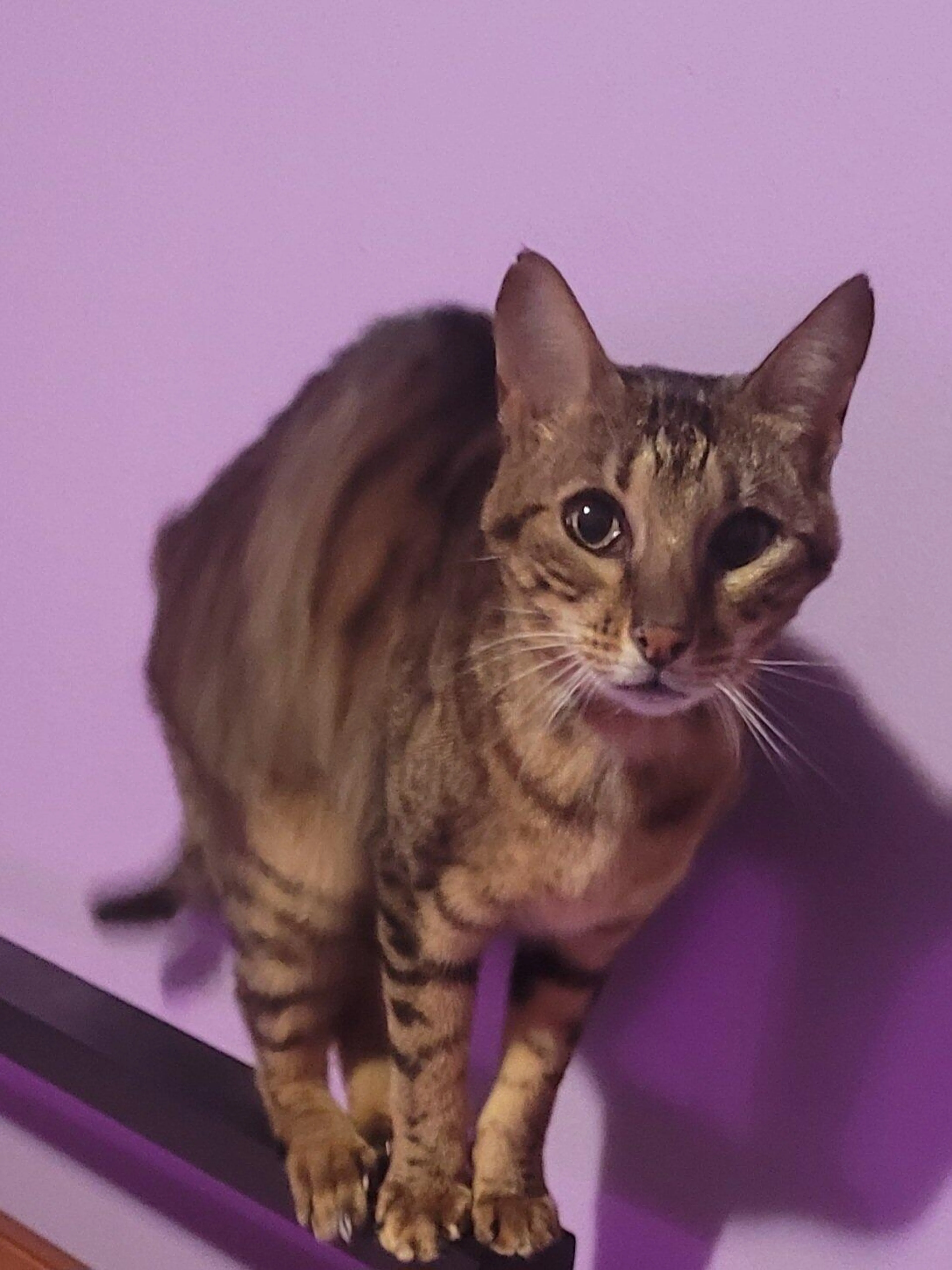 Lost pet