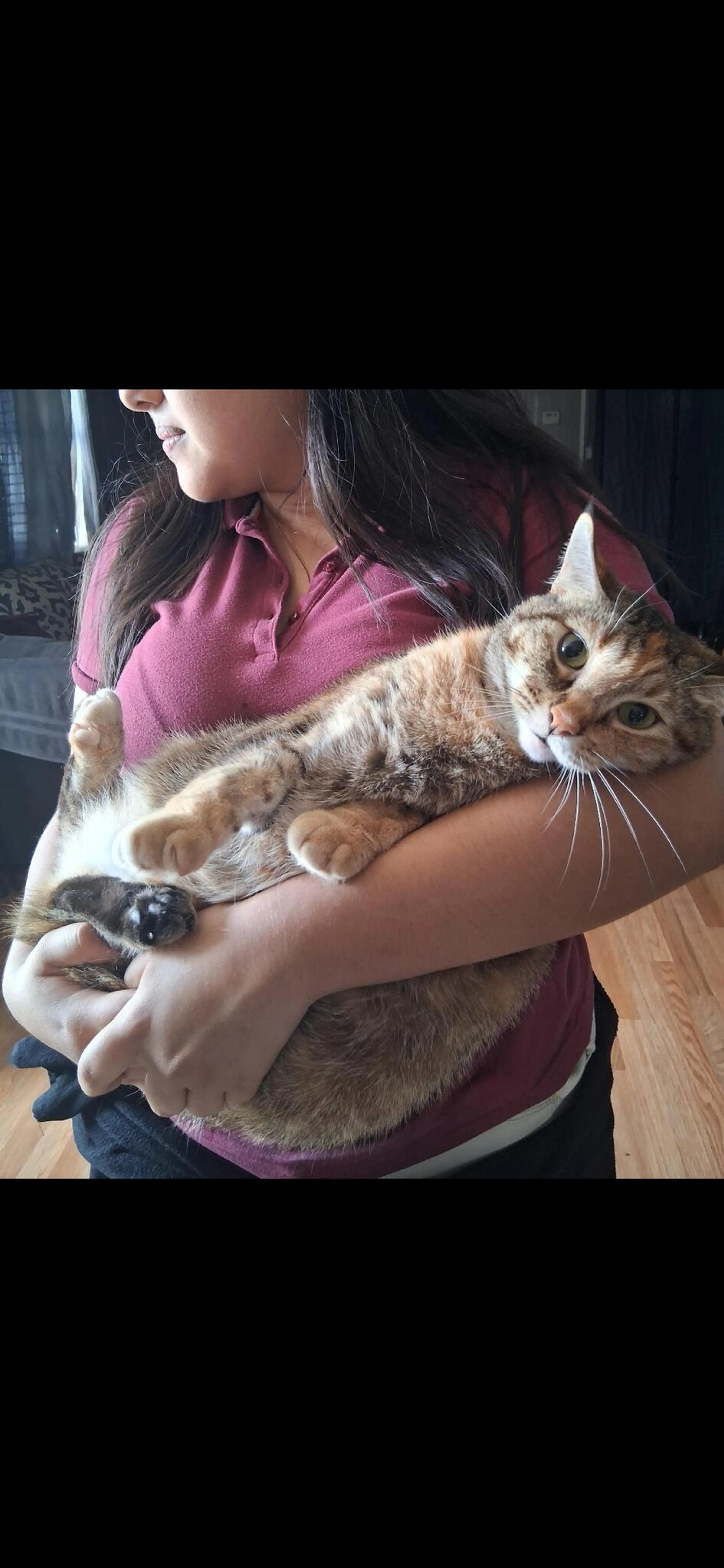 Lost pet