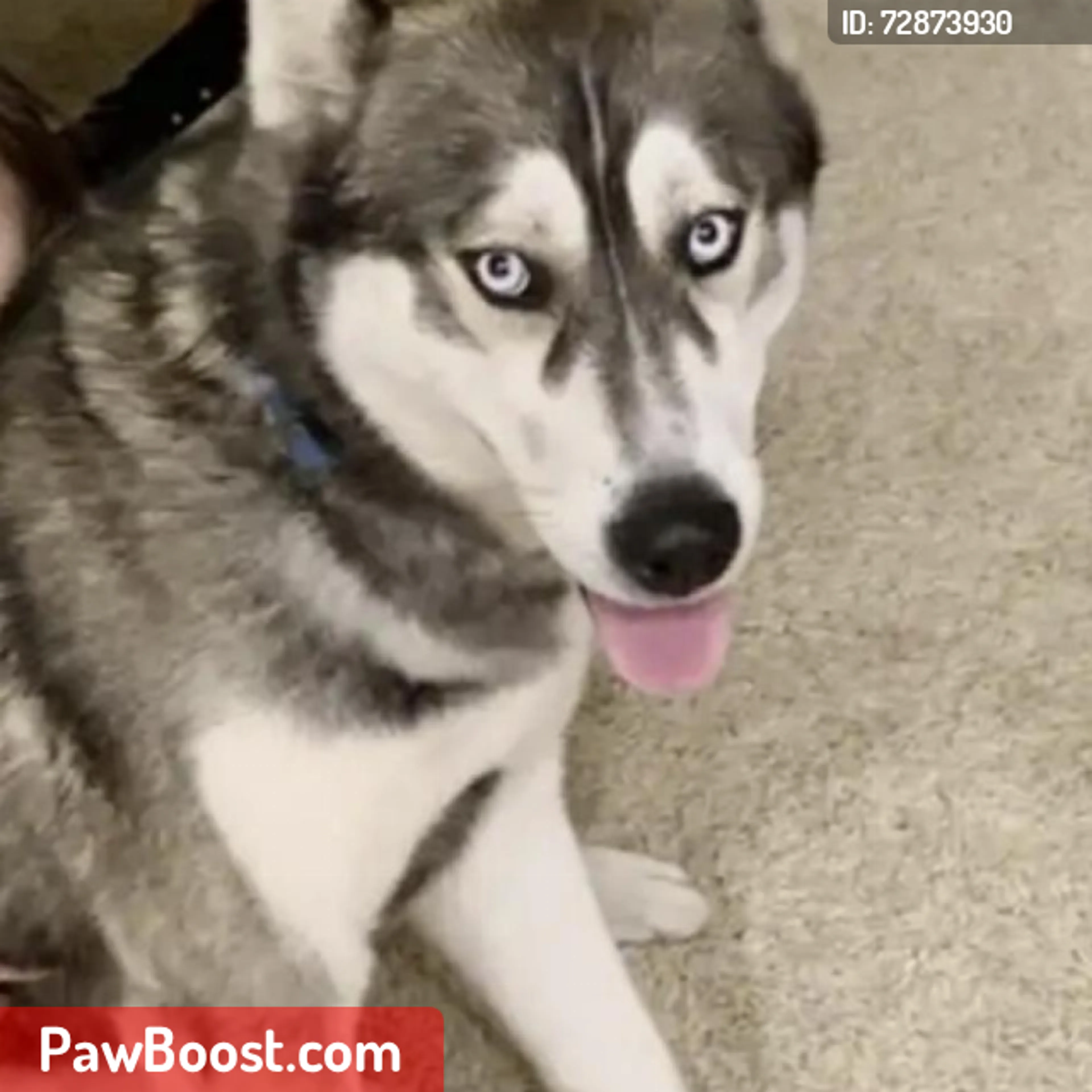 Lost pet