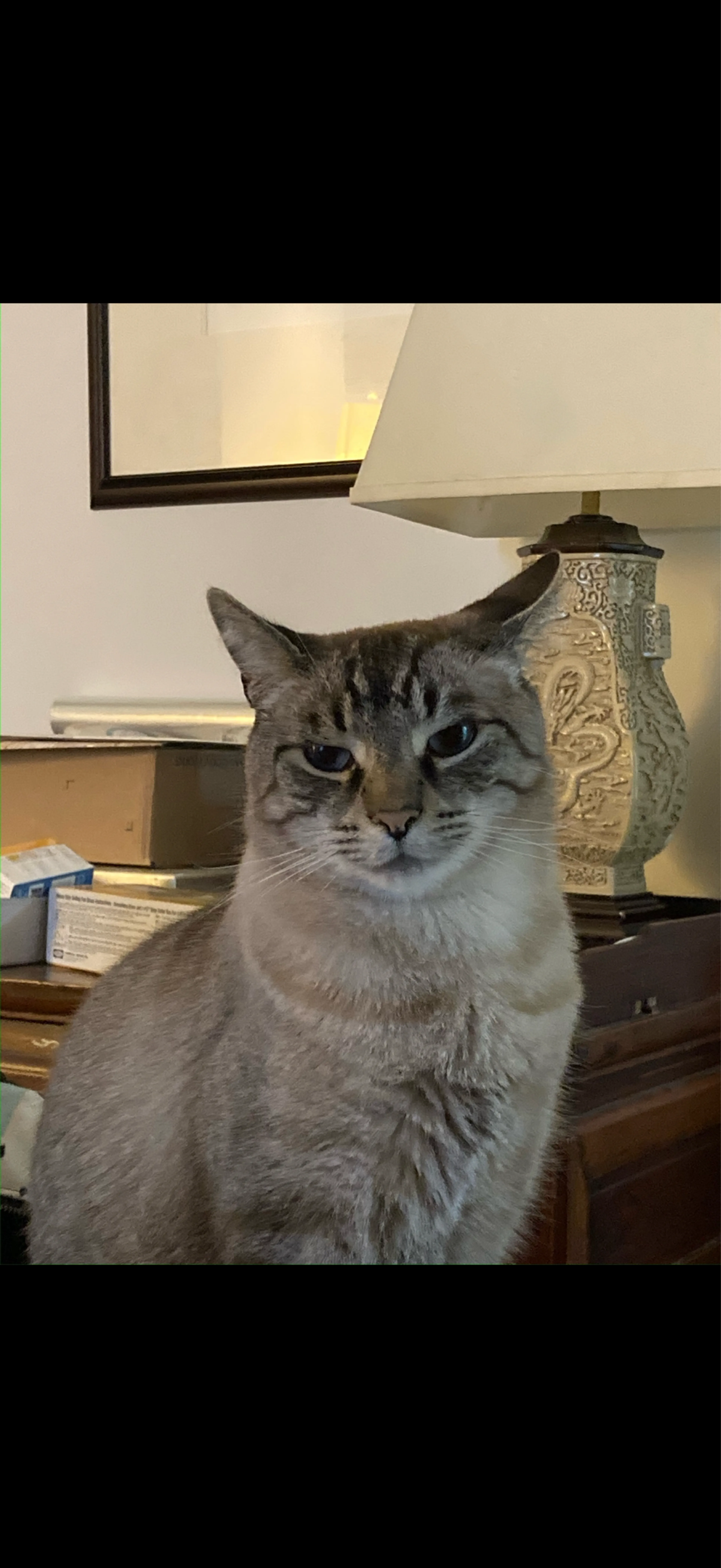 Lost pet