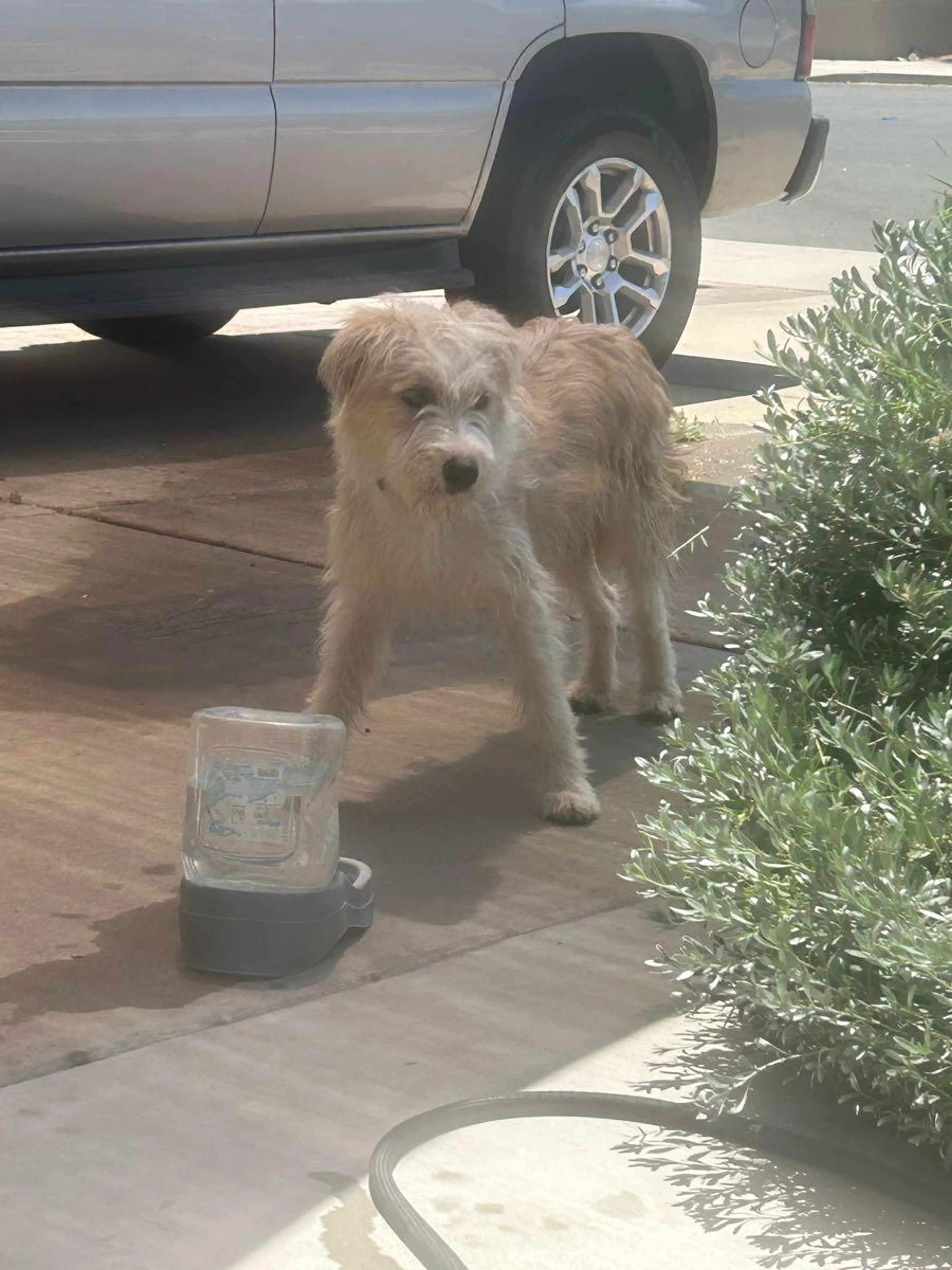 Lost pet