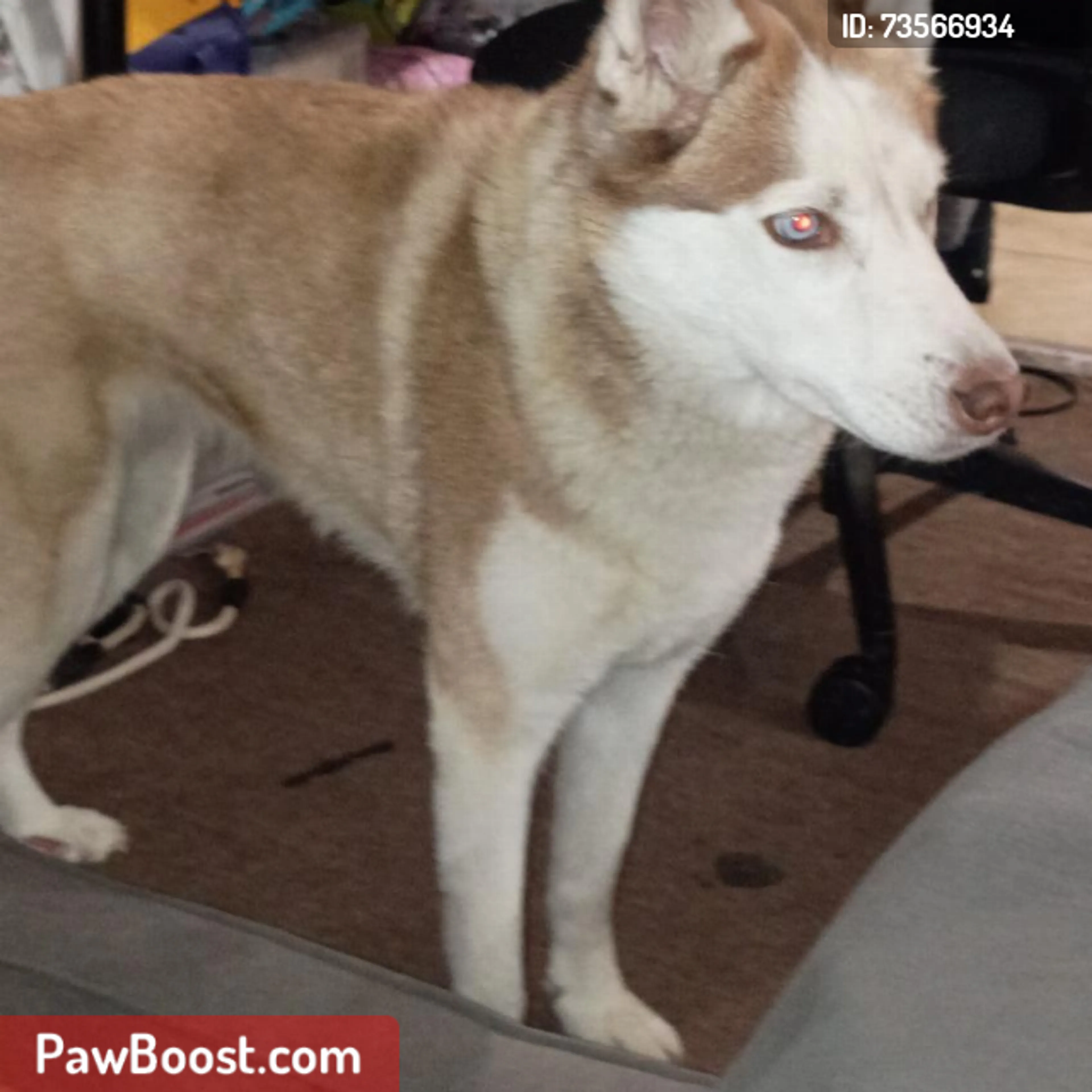 cdn image