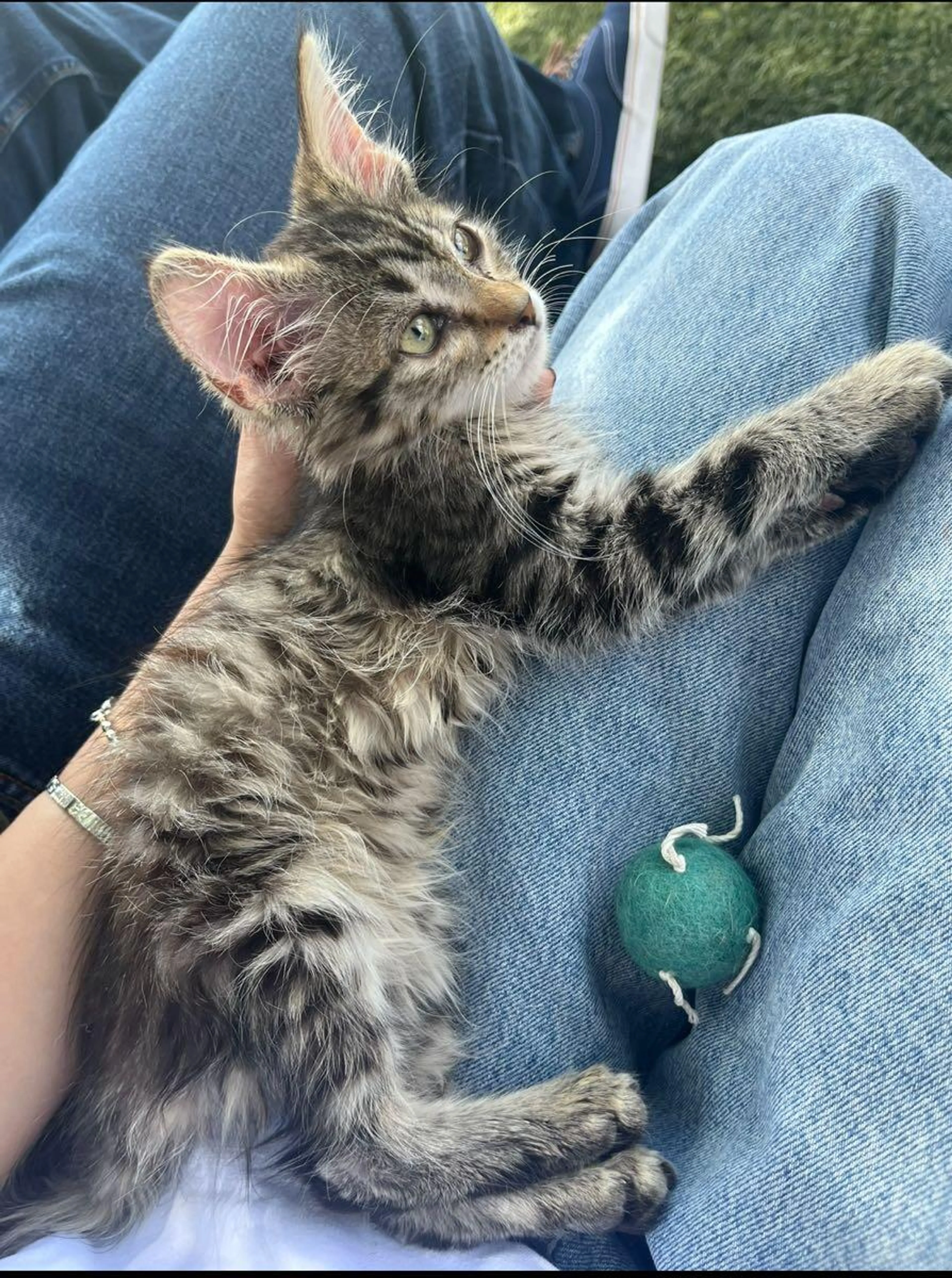Lost pet