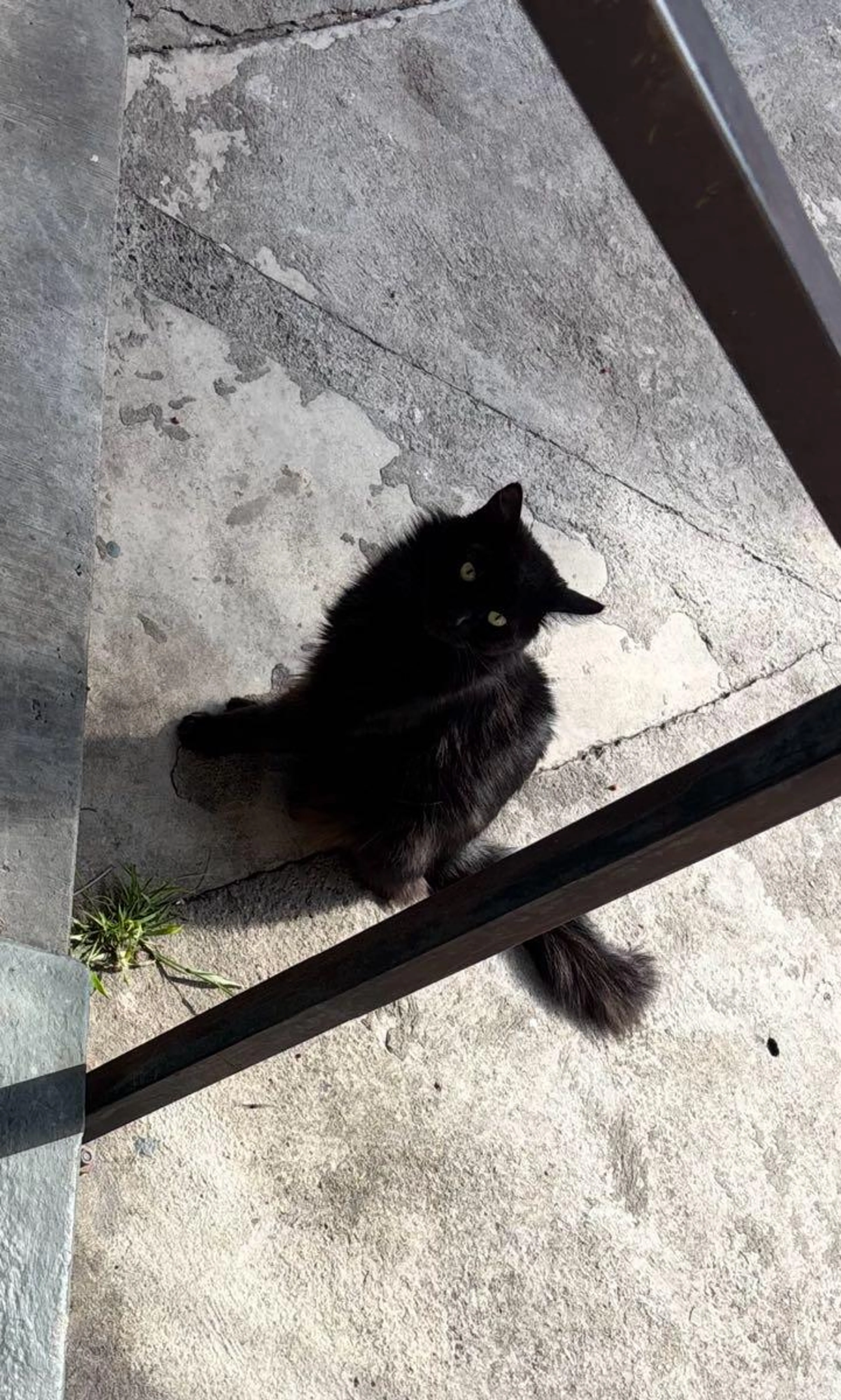 Lost pet