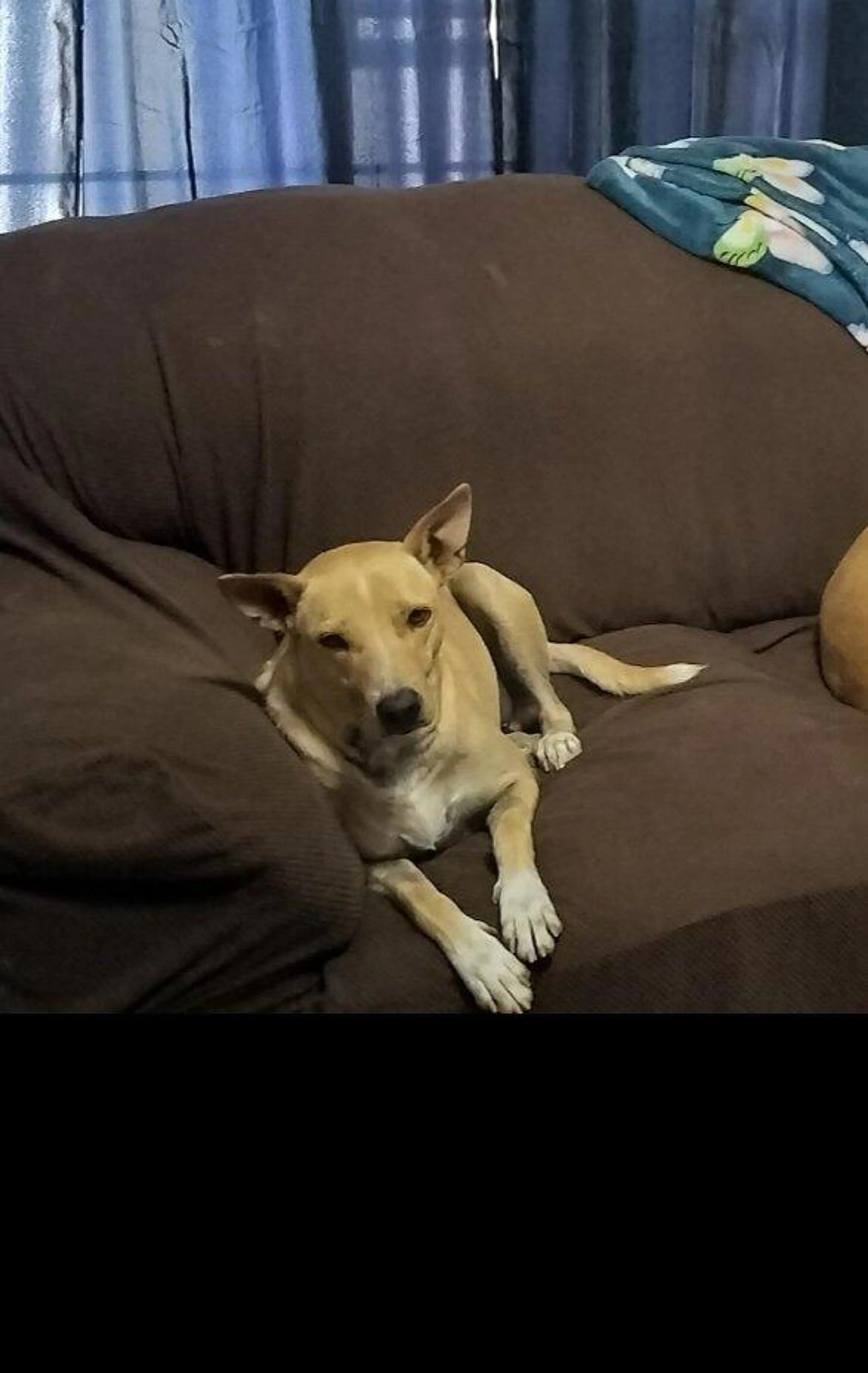 Lost pet