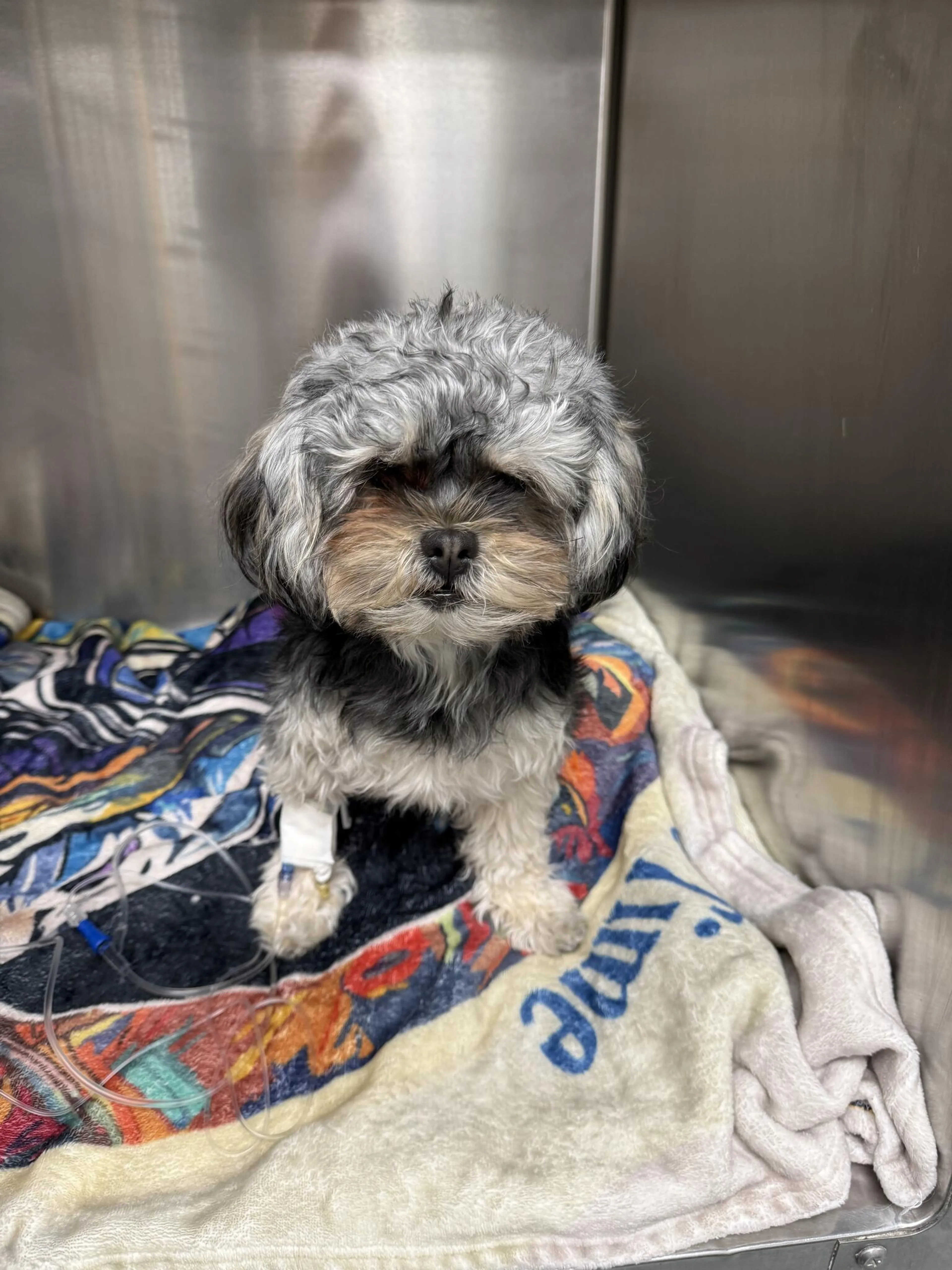 Found pet