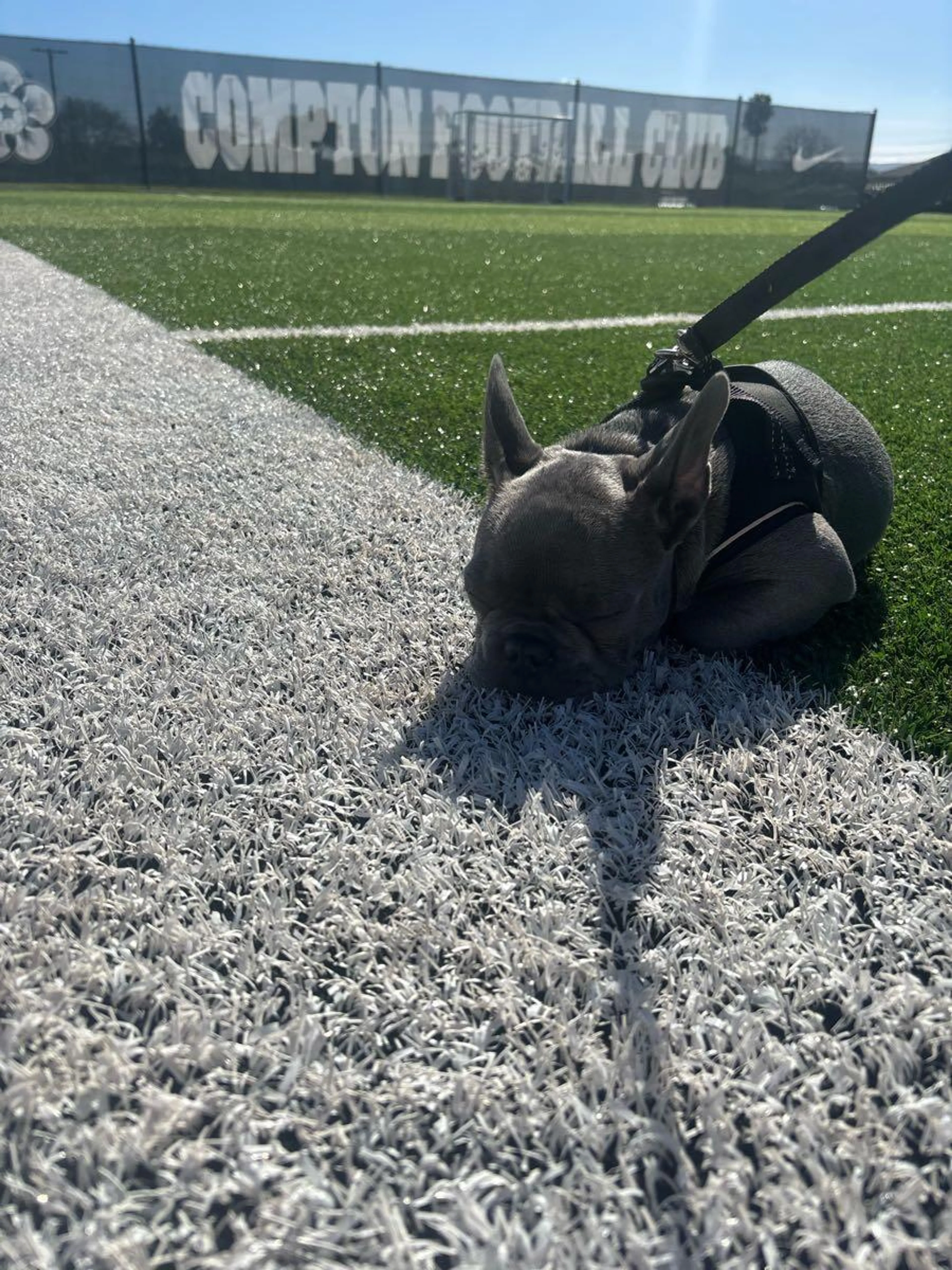 Lost pet