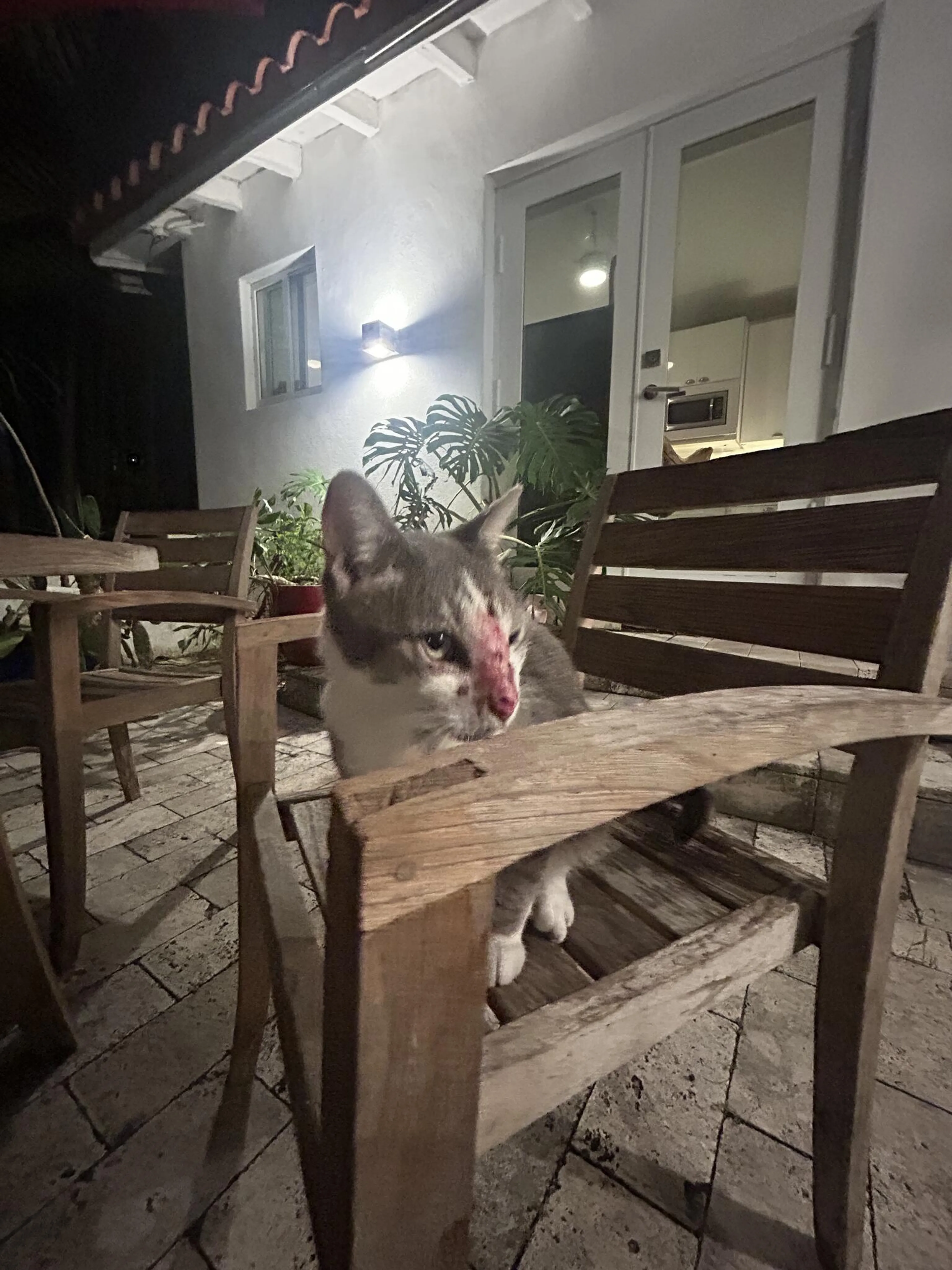 Found pet