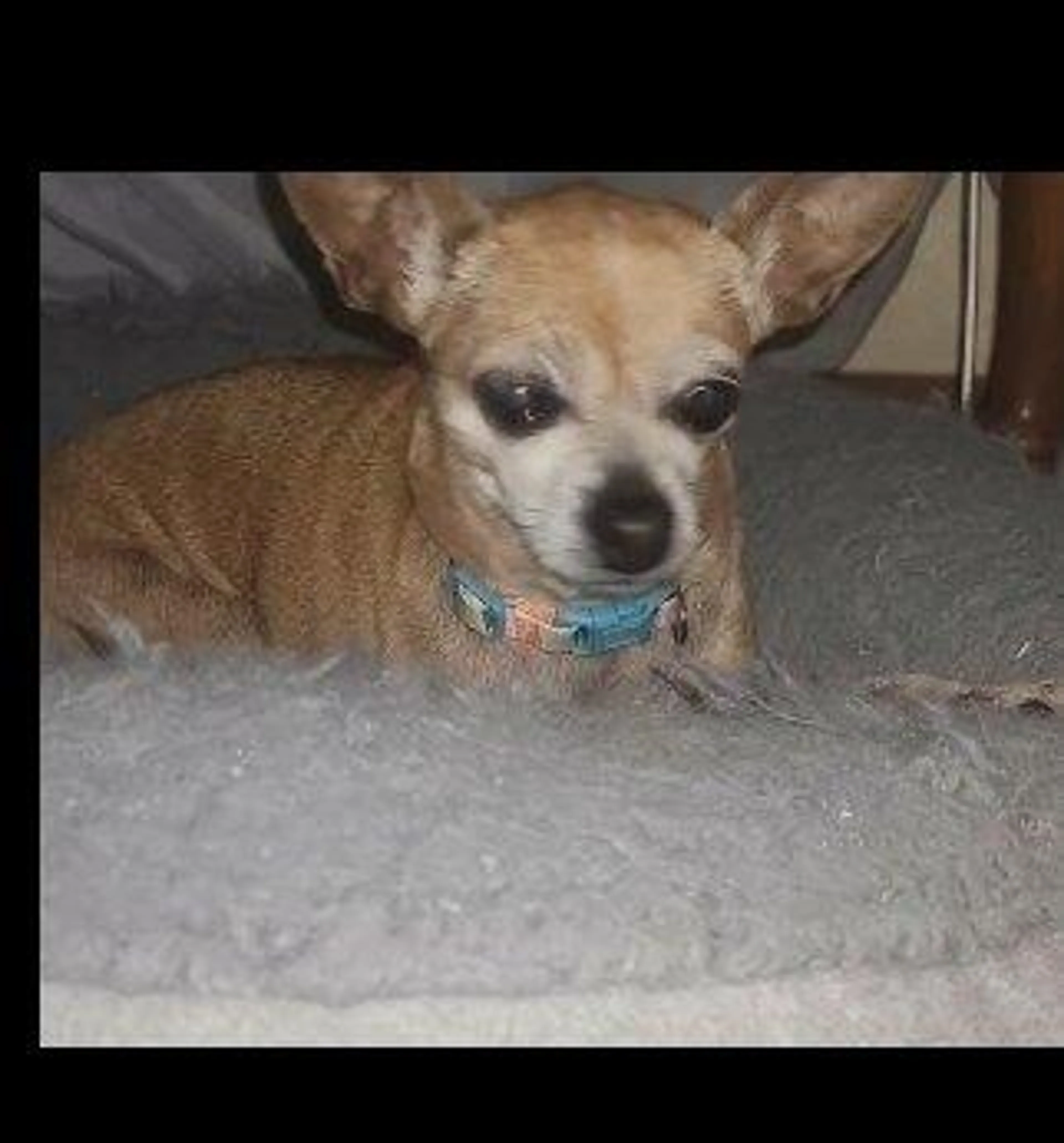 Lost pet