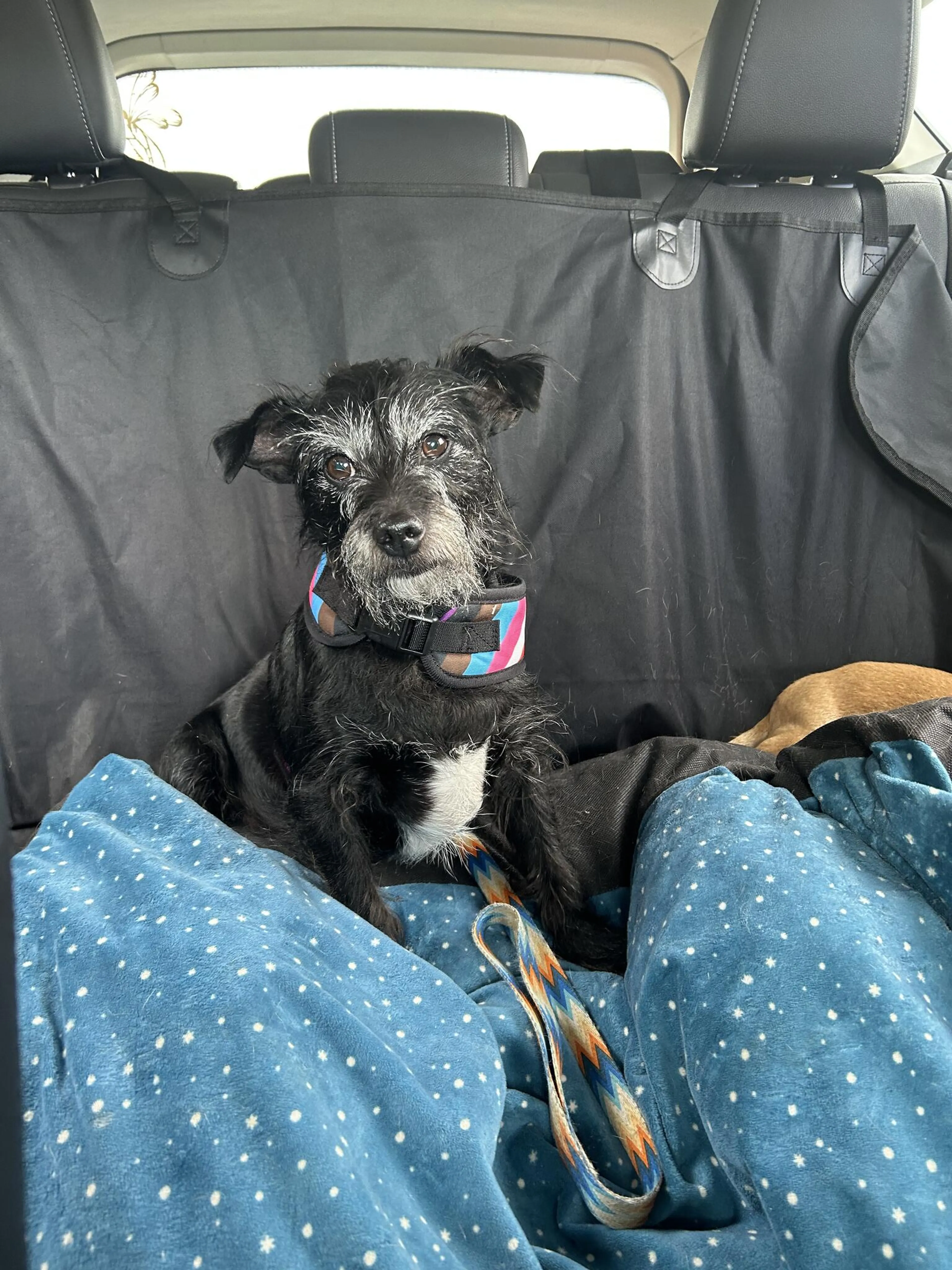 cdn image