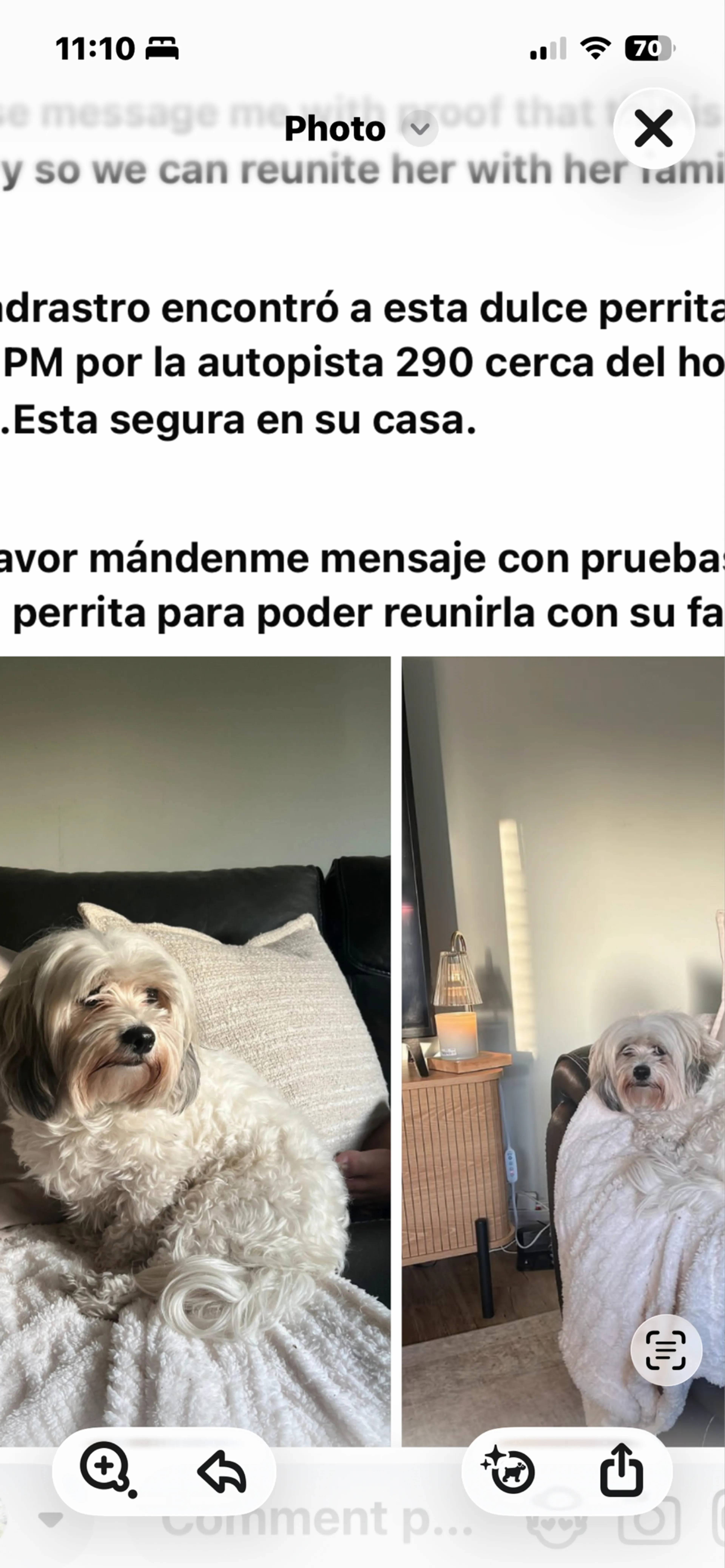 Found pet