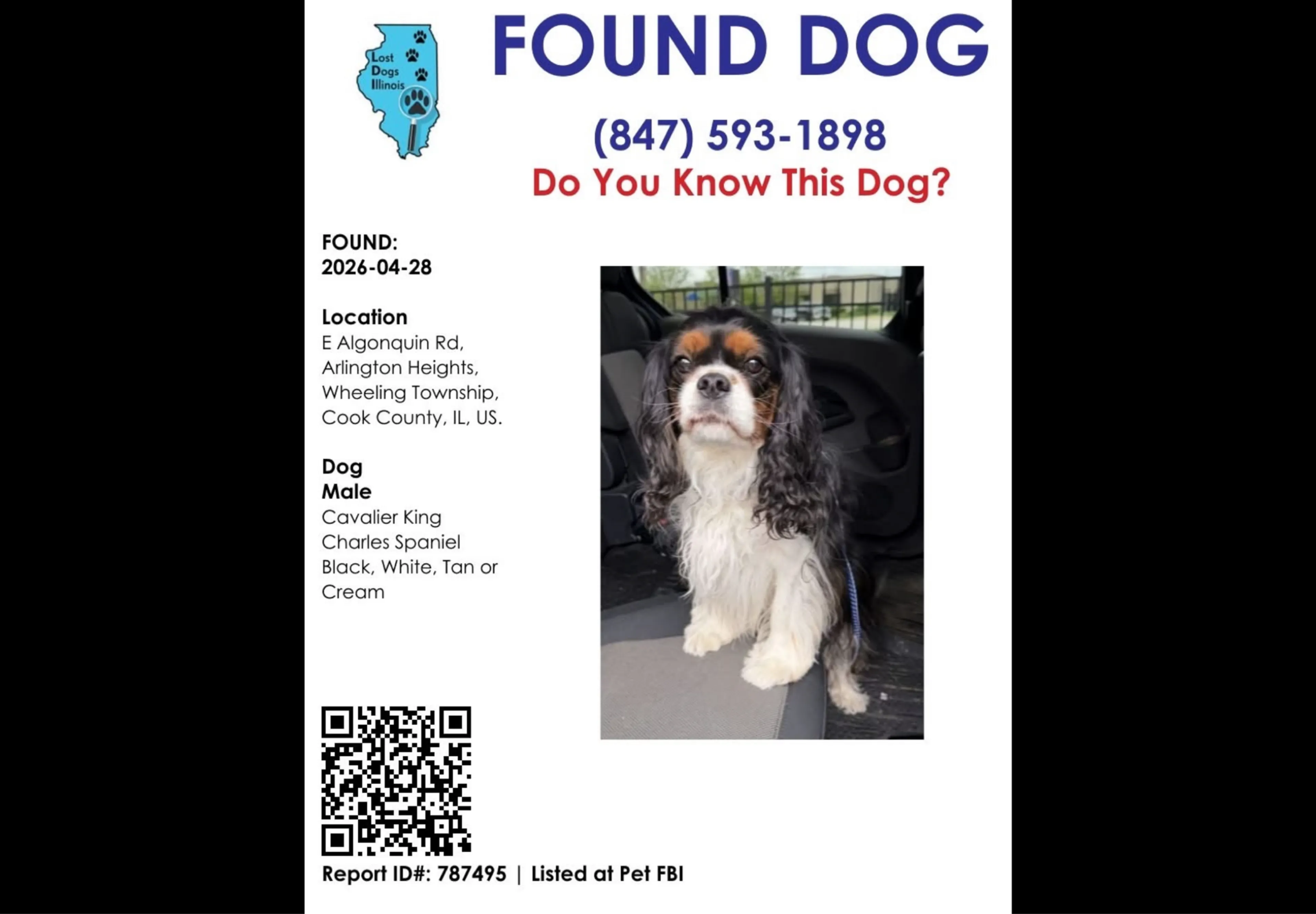 Found pet