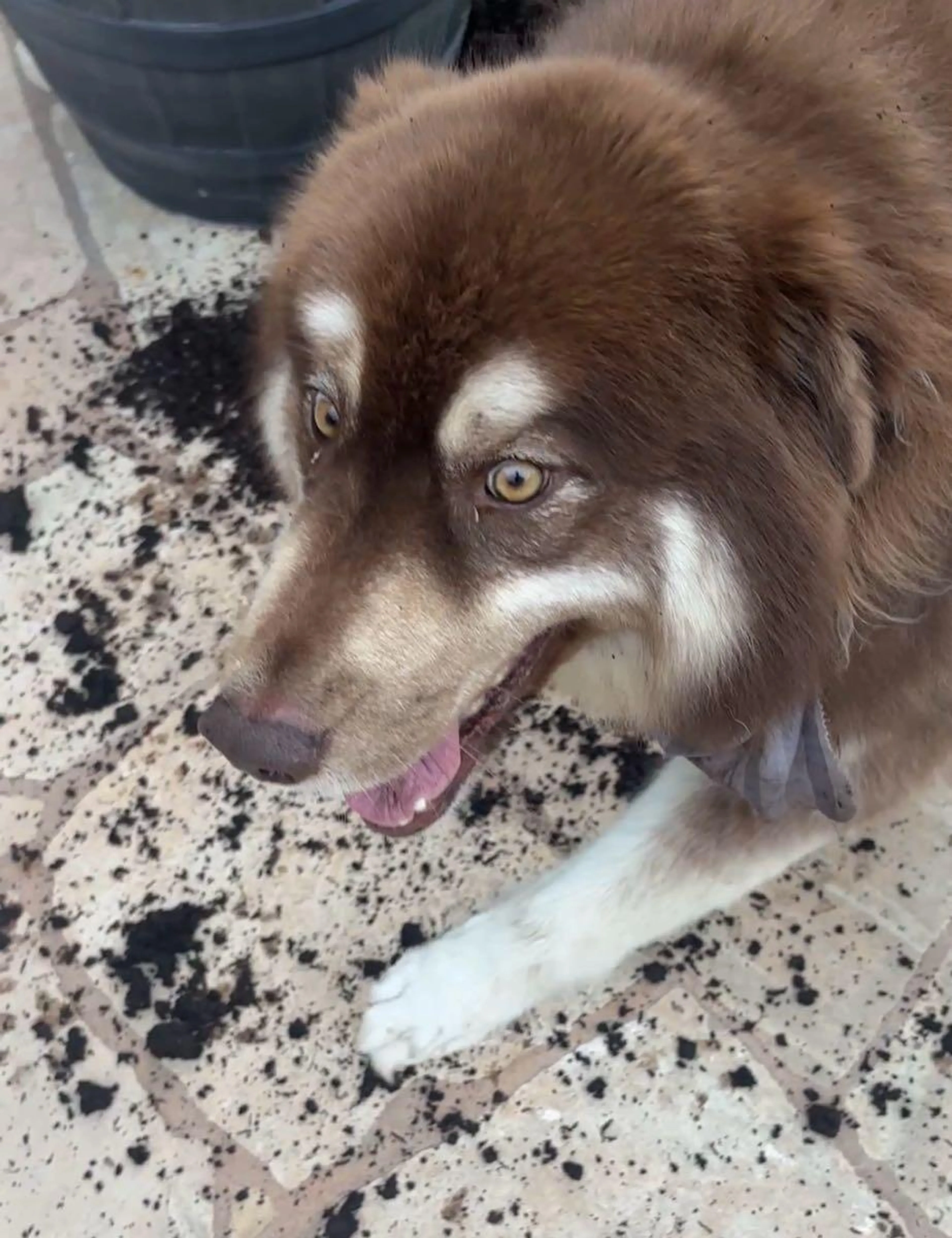 Lost pet