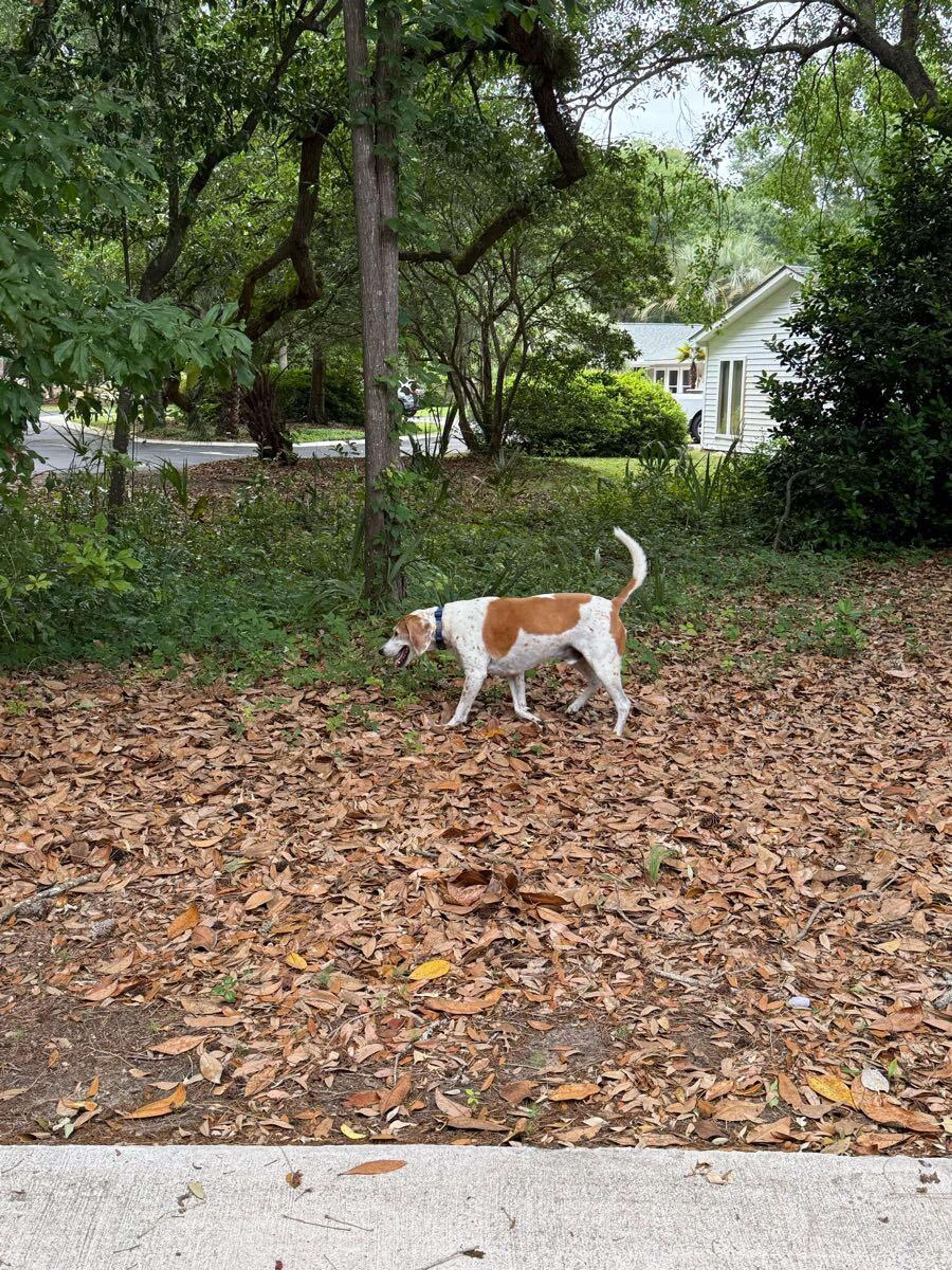 Found pet