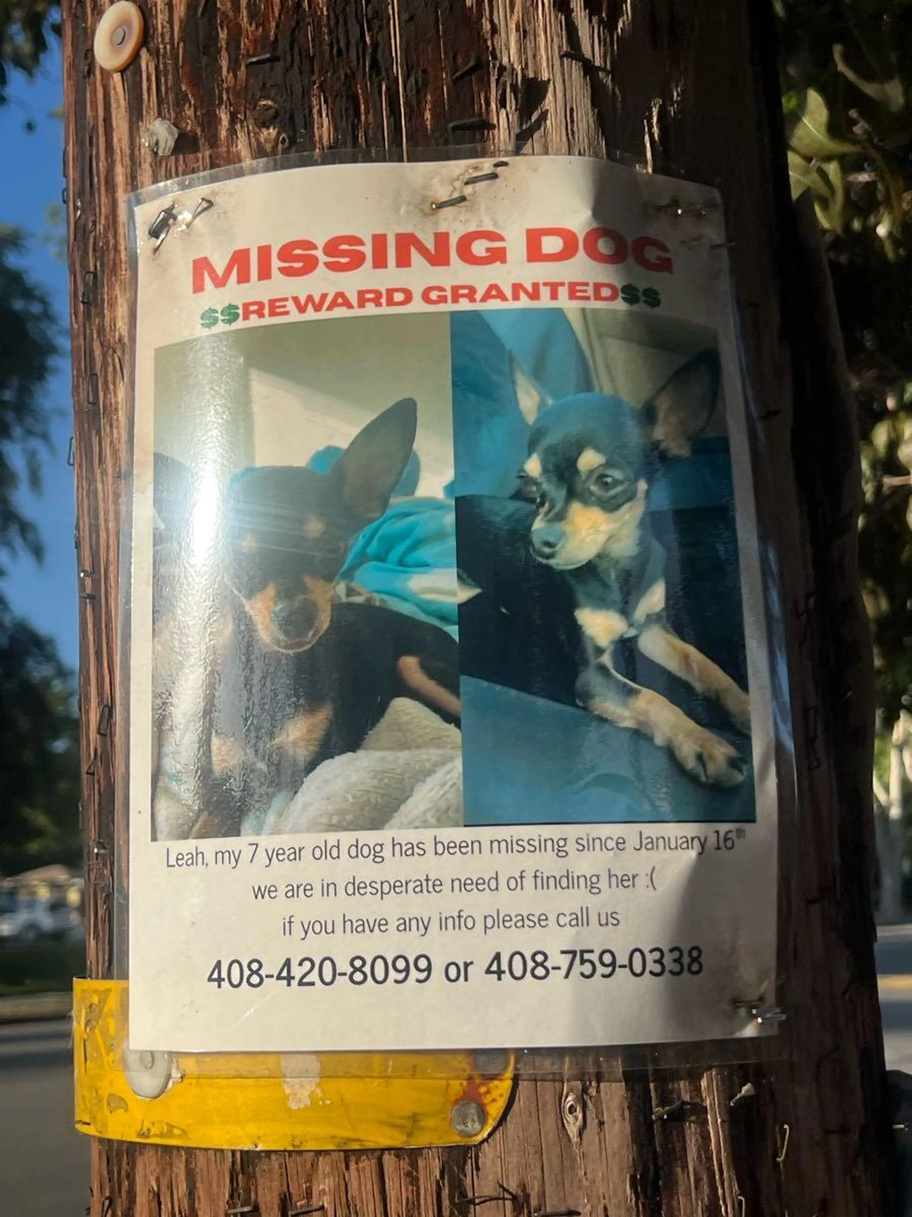 Lost pet
