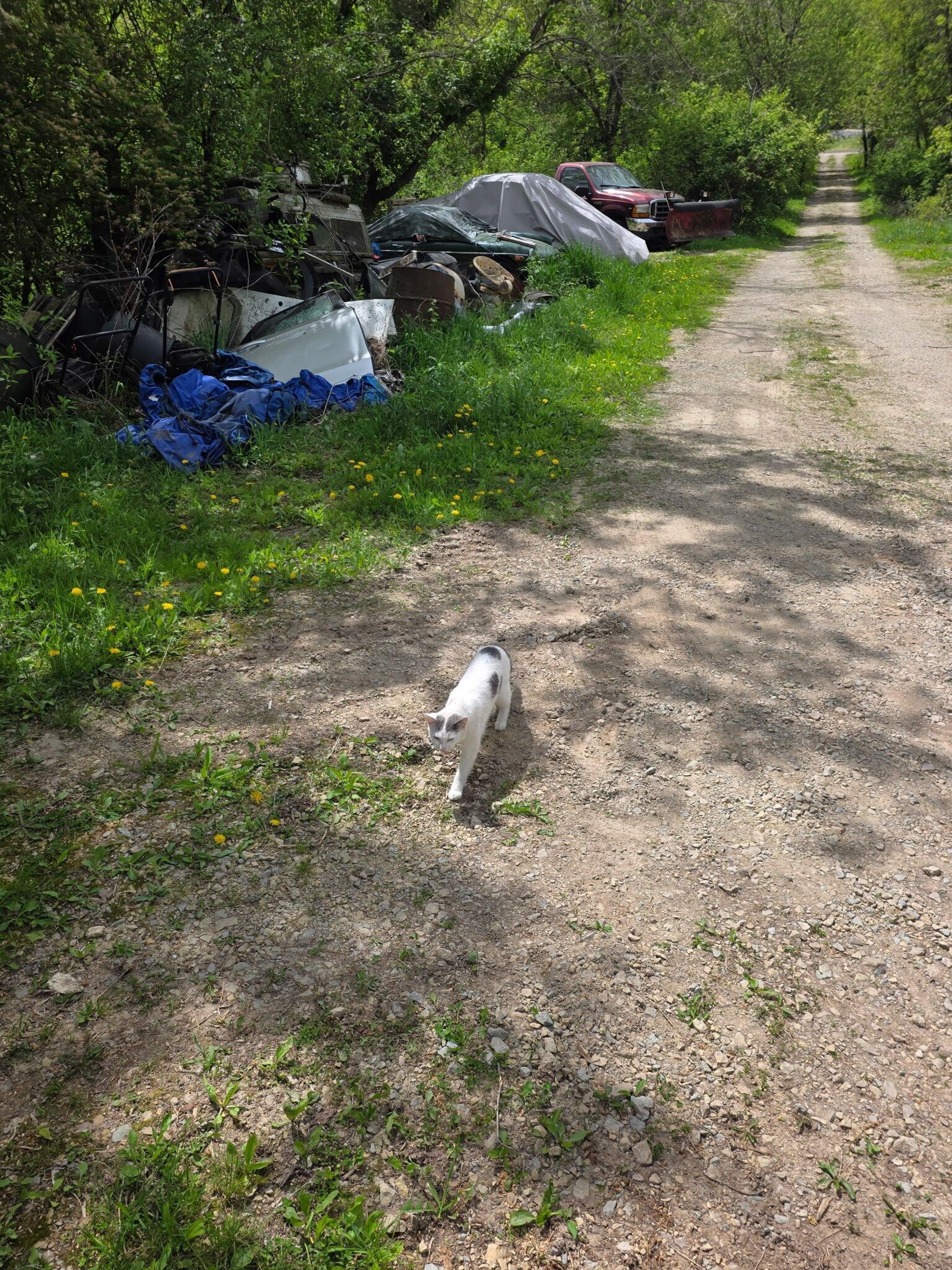 Found pet