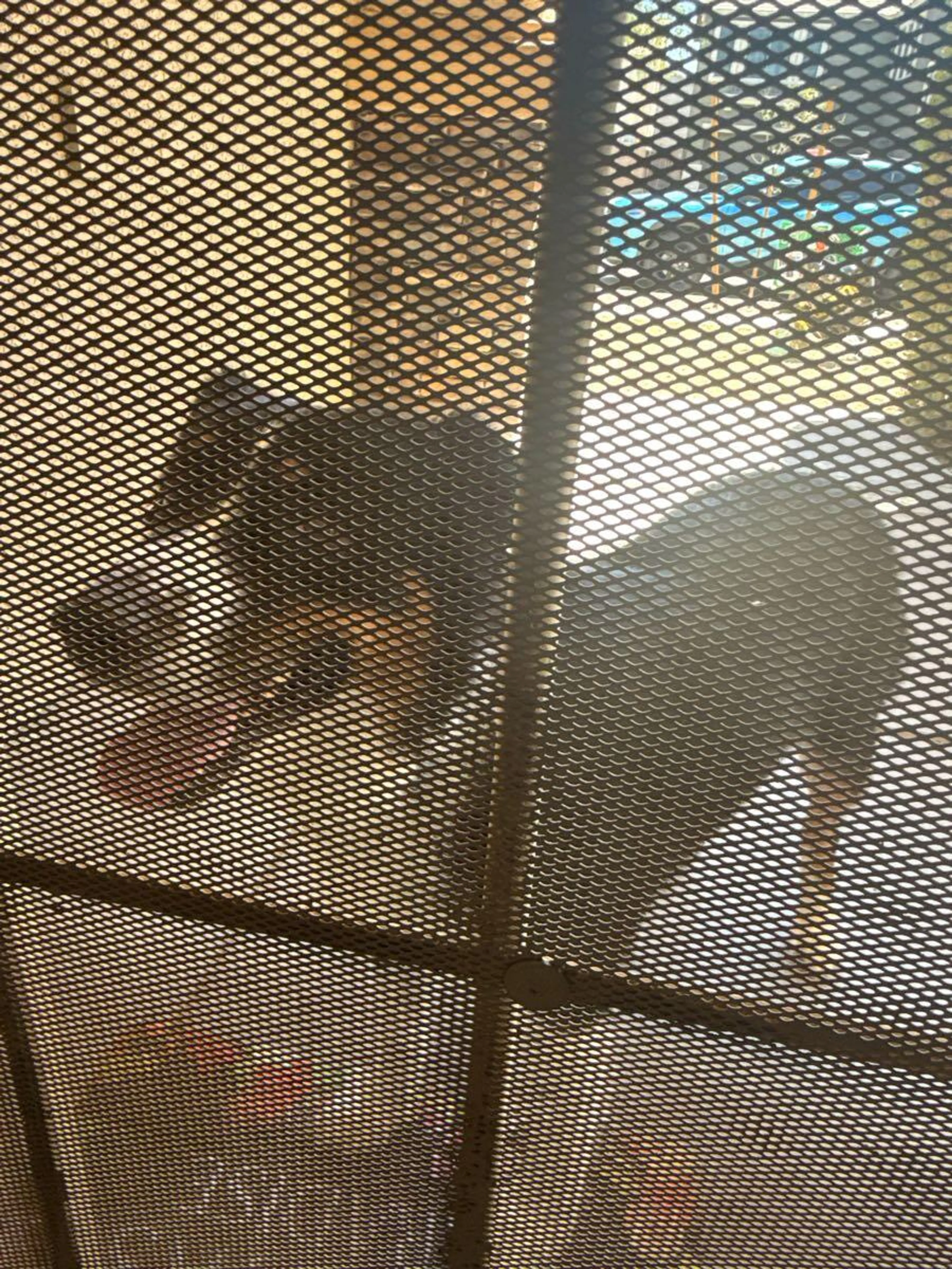 Lost pet