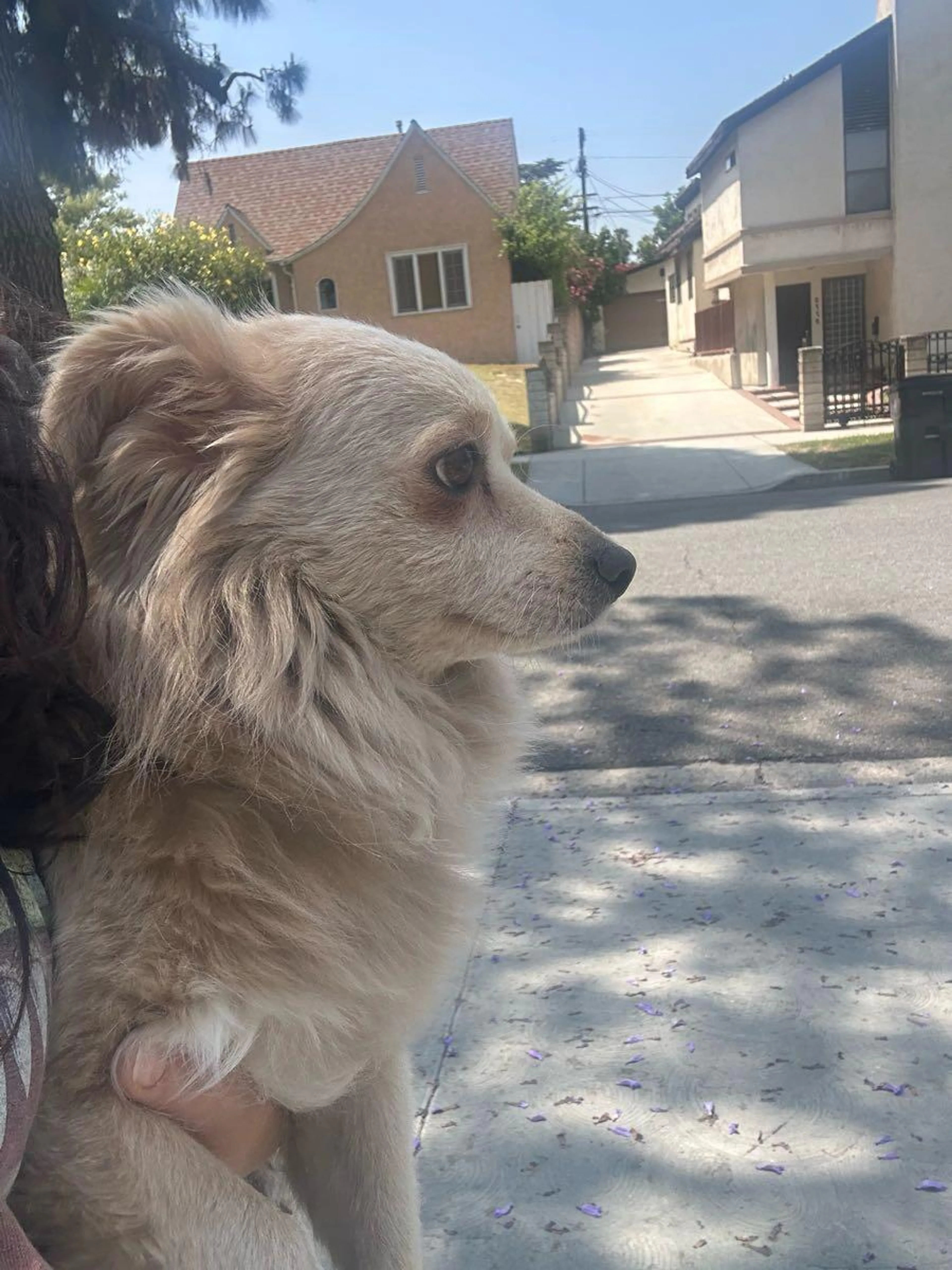 Found pet