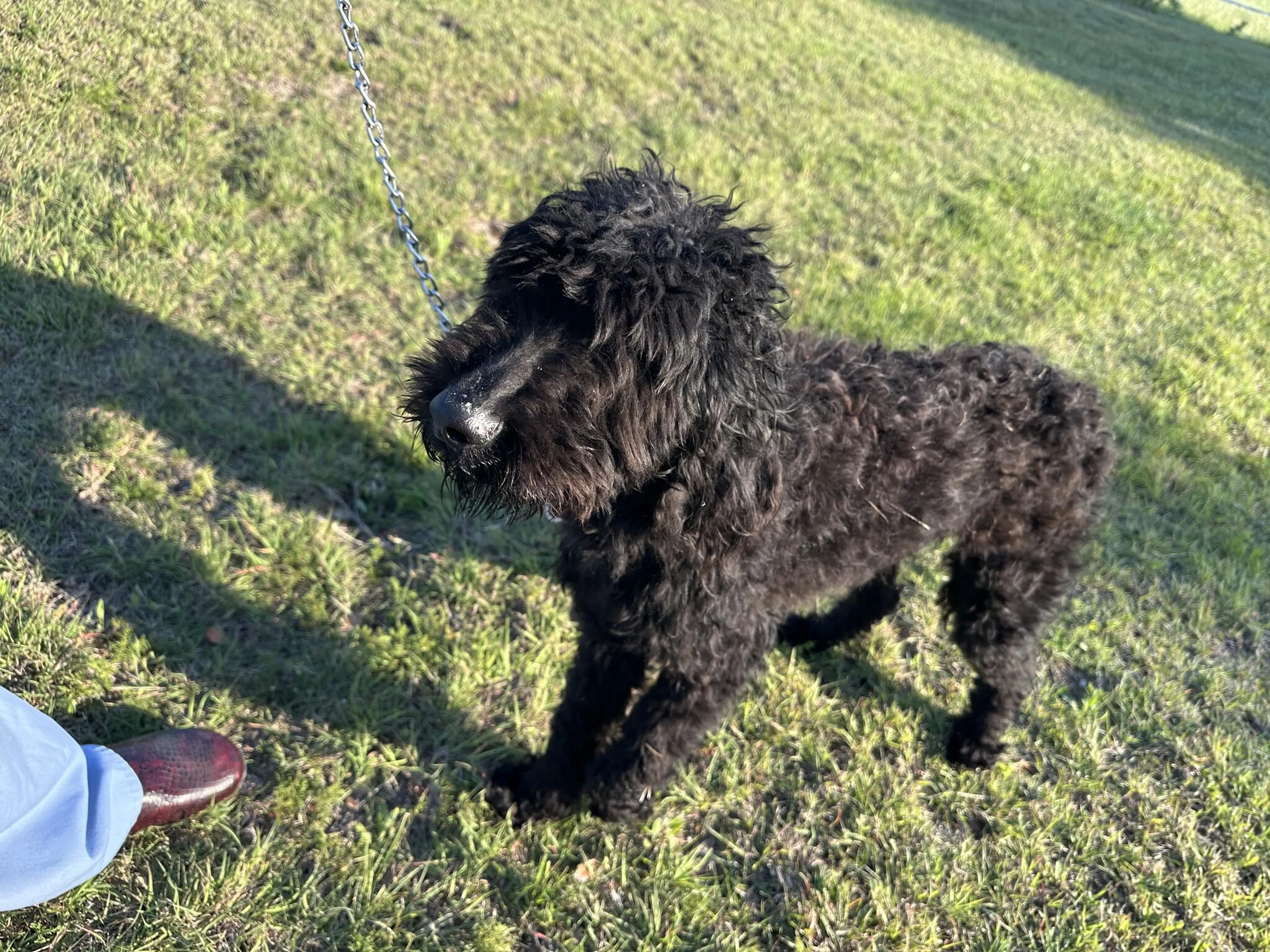 Found pet