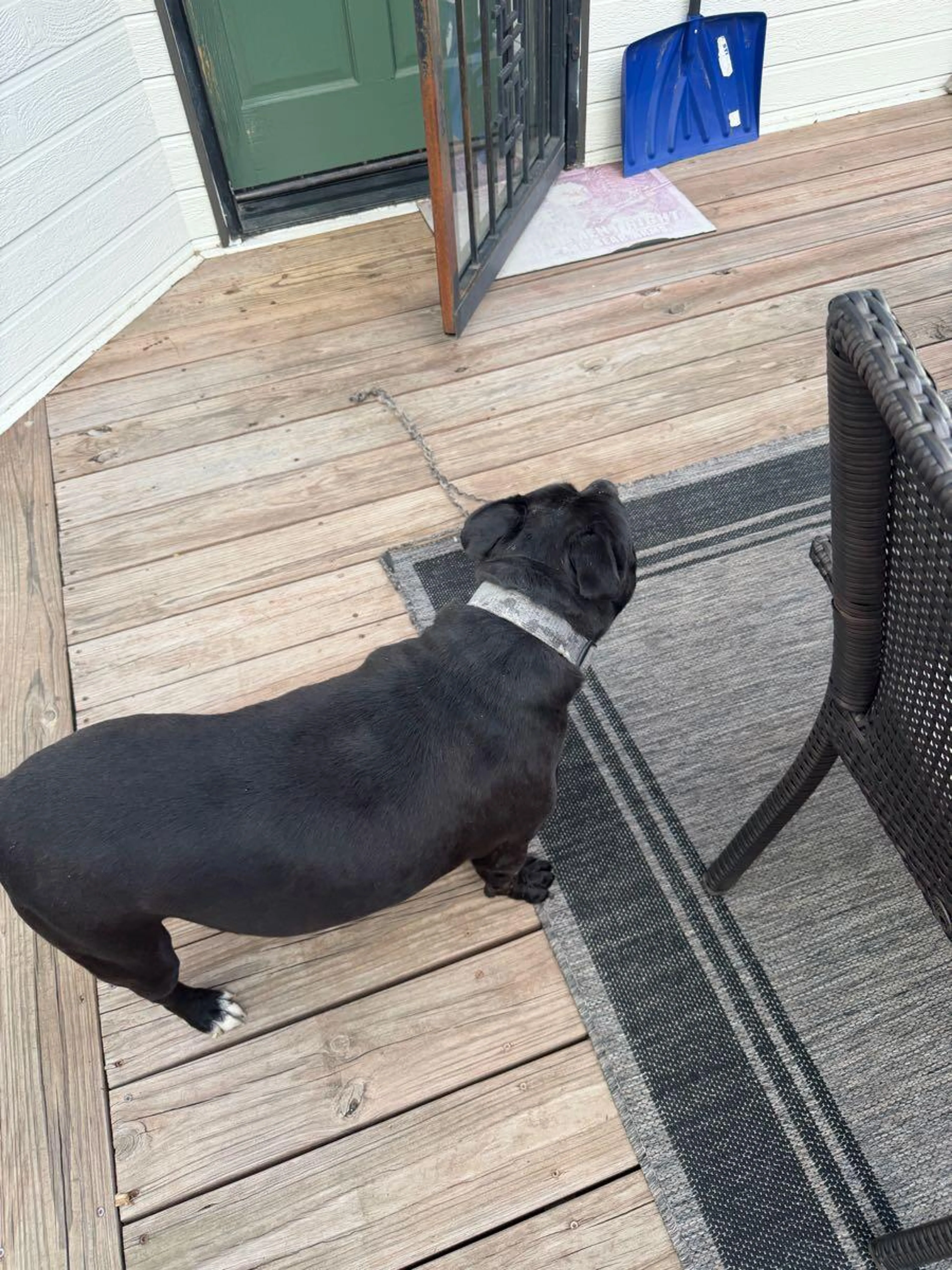 Found pet