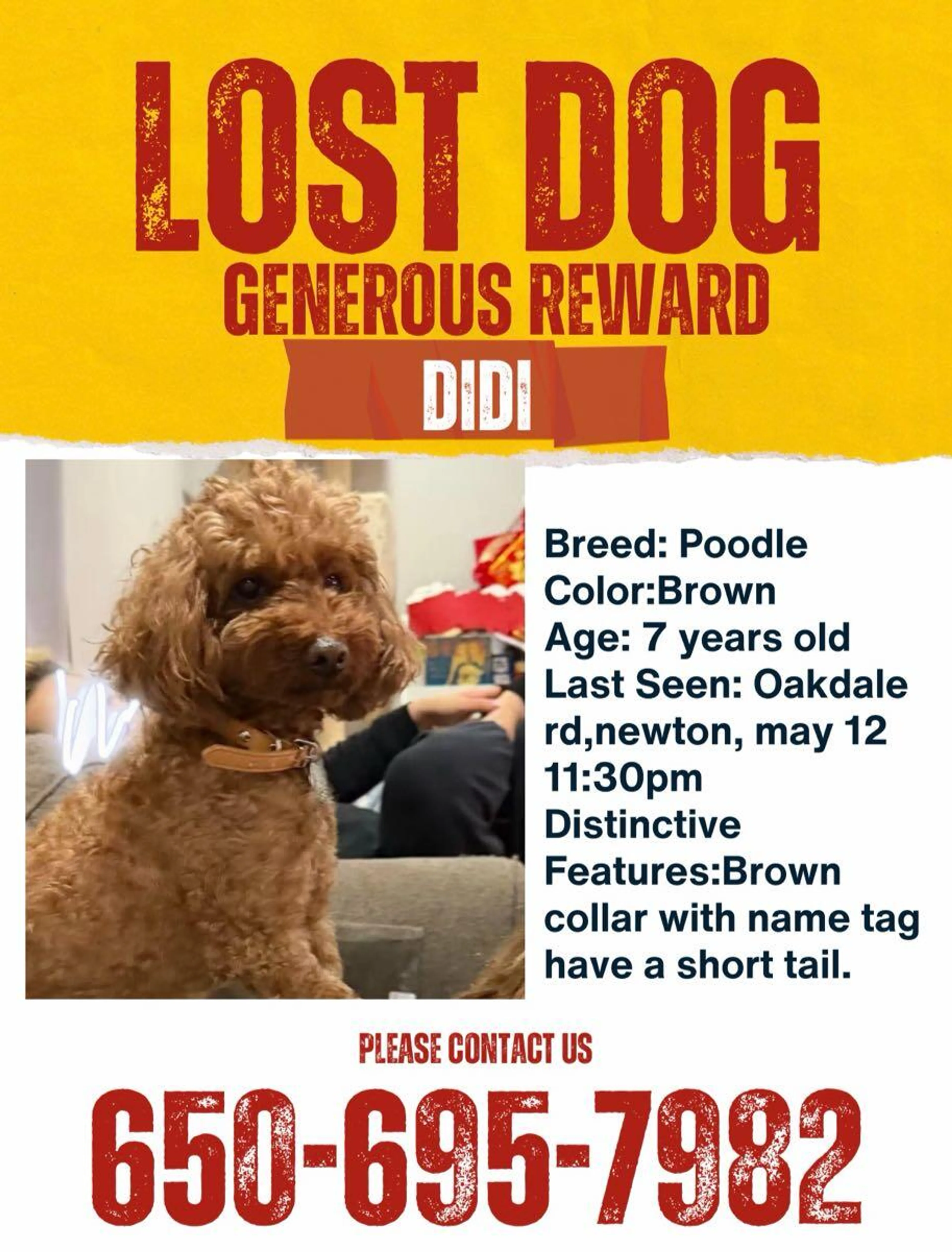 Lost pet