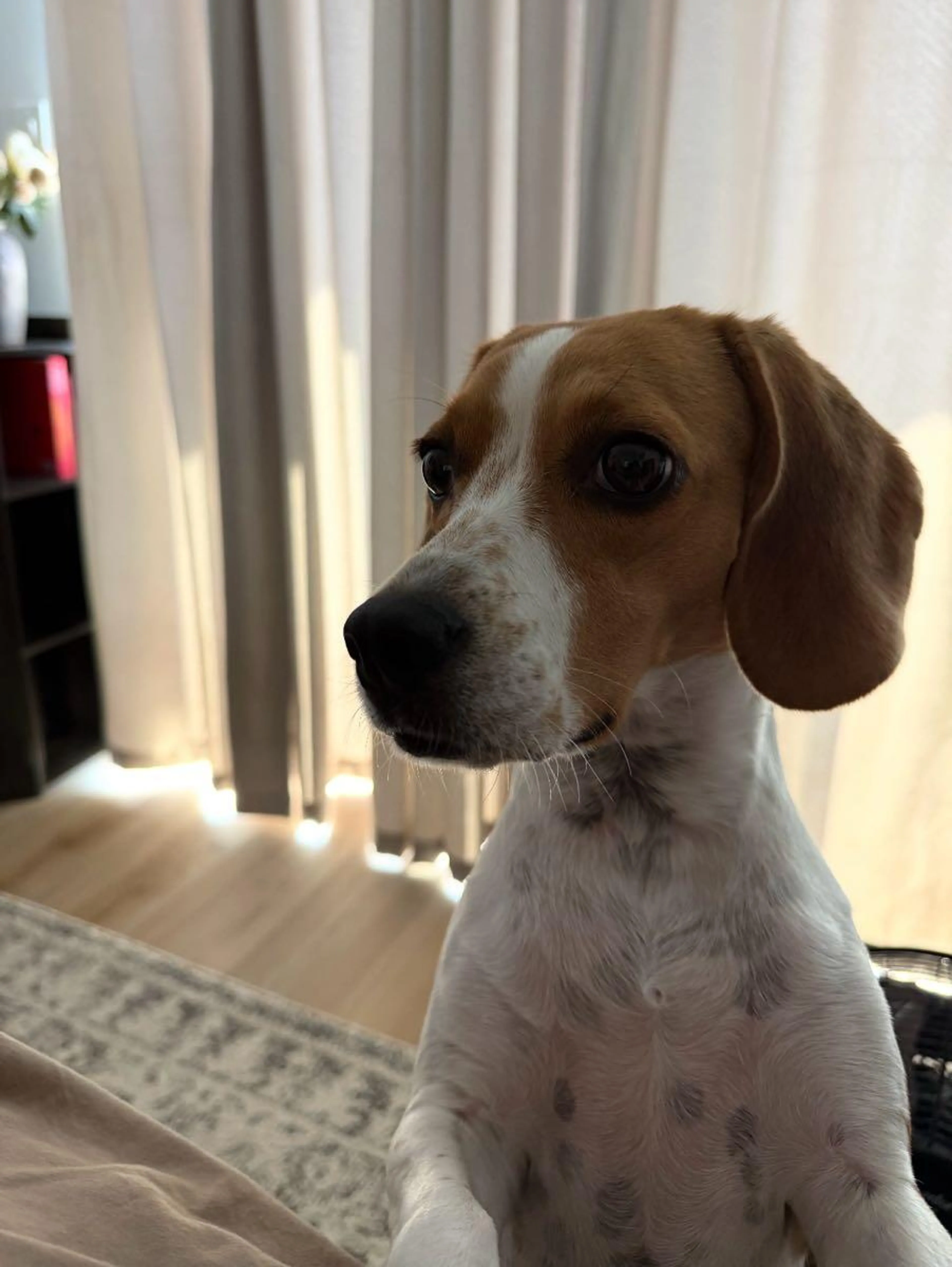 Lost pet
