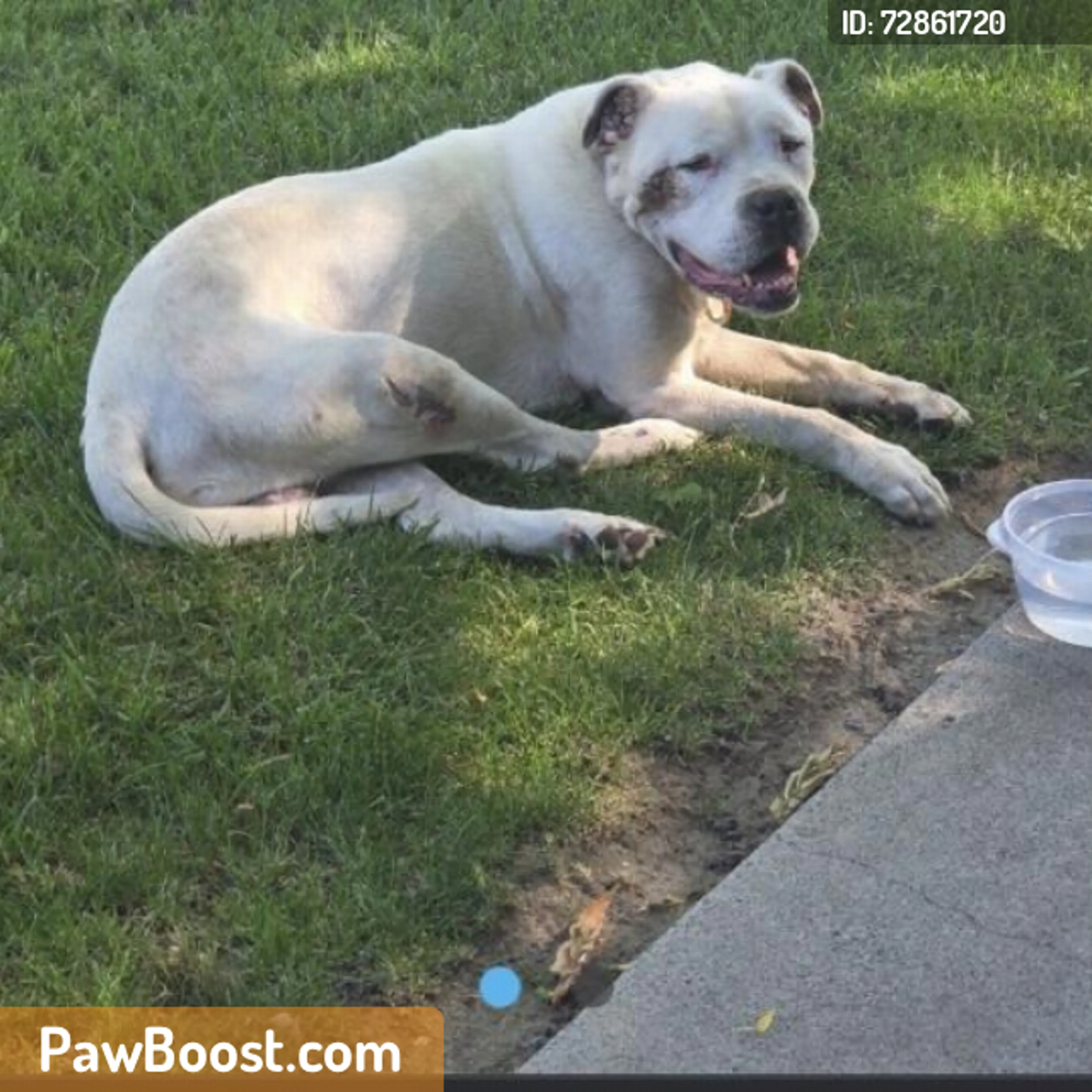 Found pet