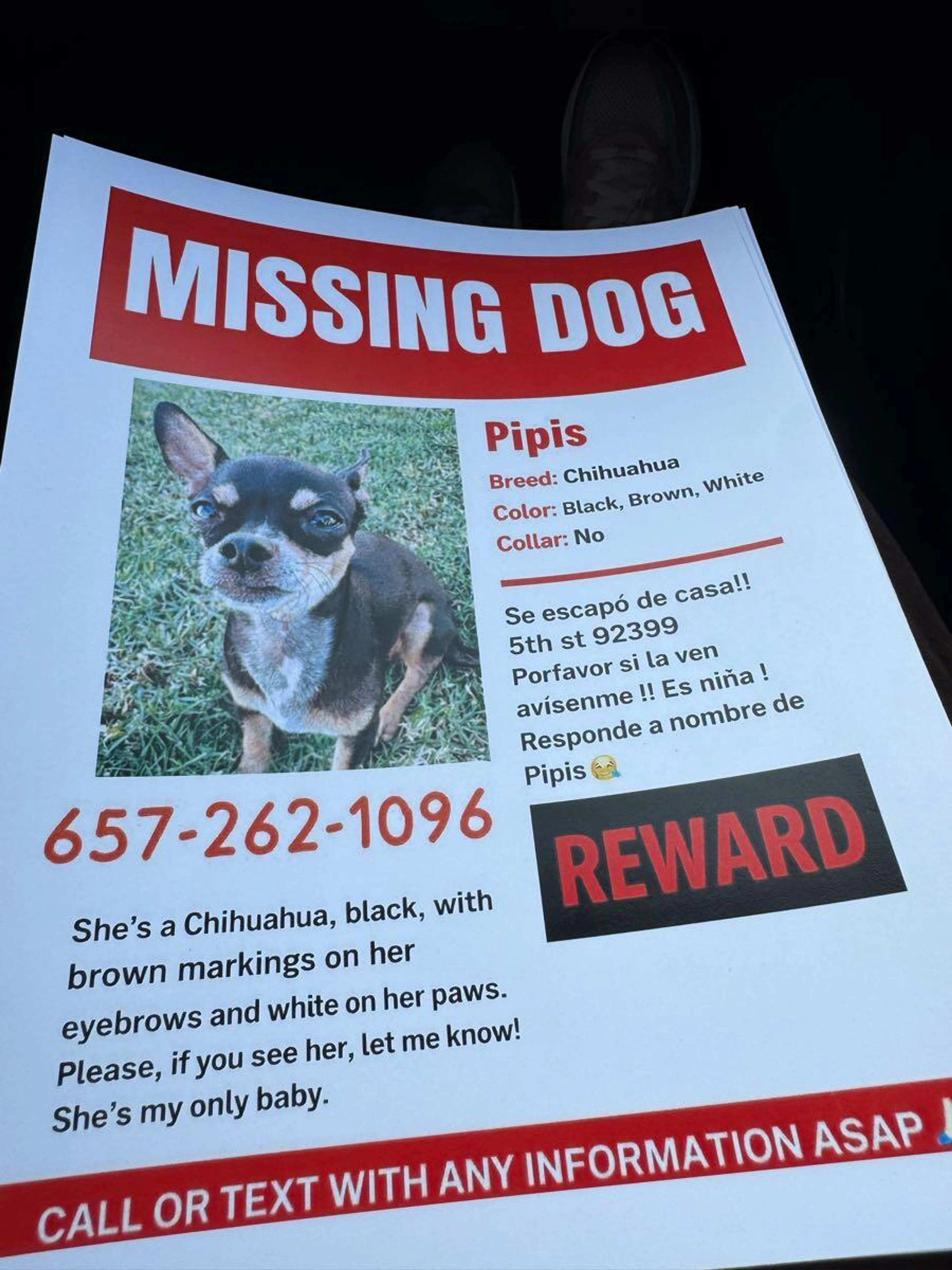 Lost pet