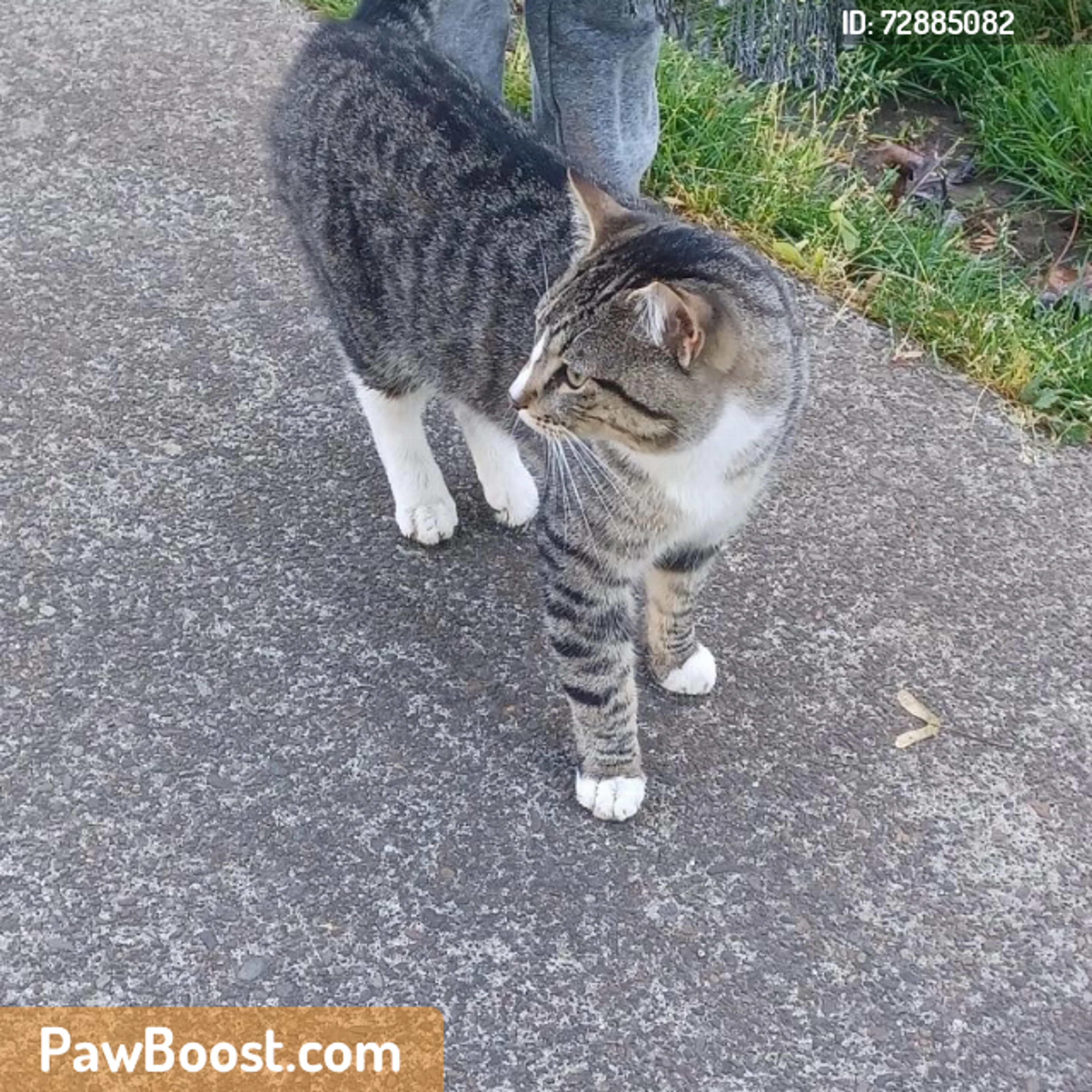 Found pet
