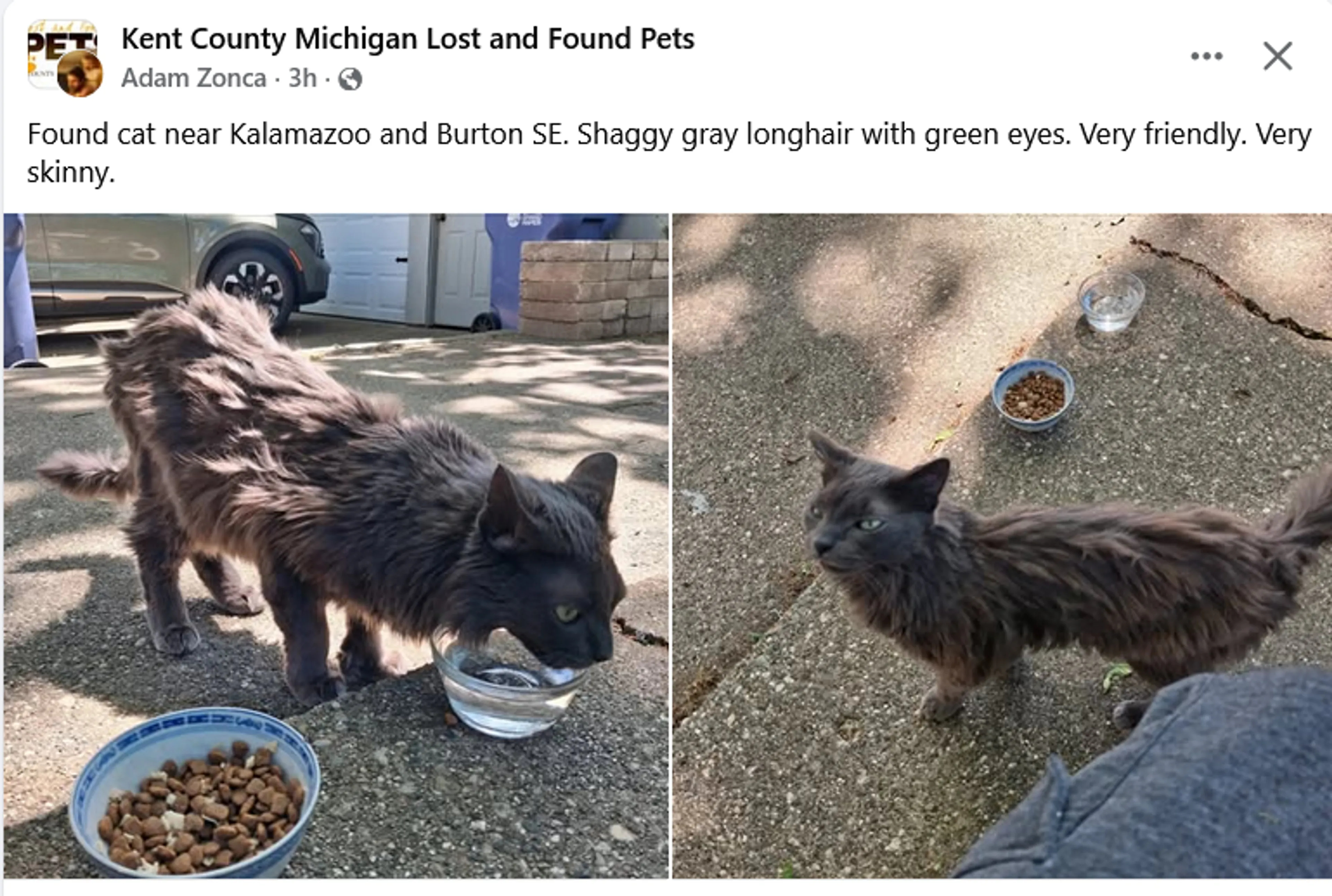 Found pet
