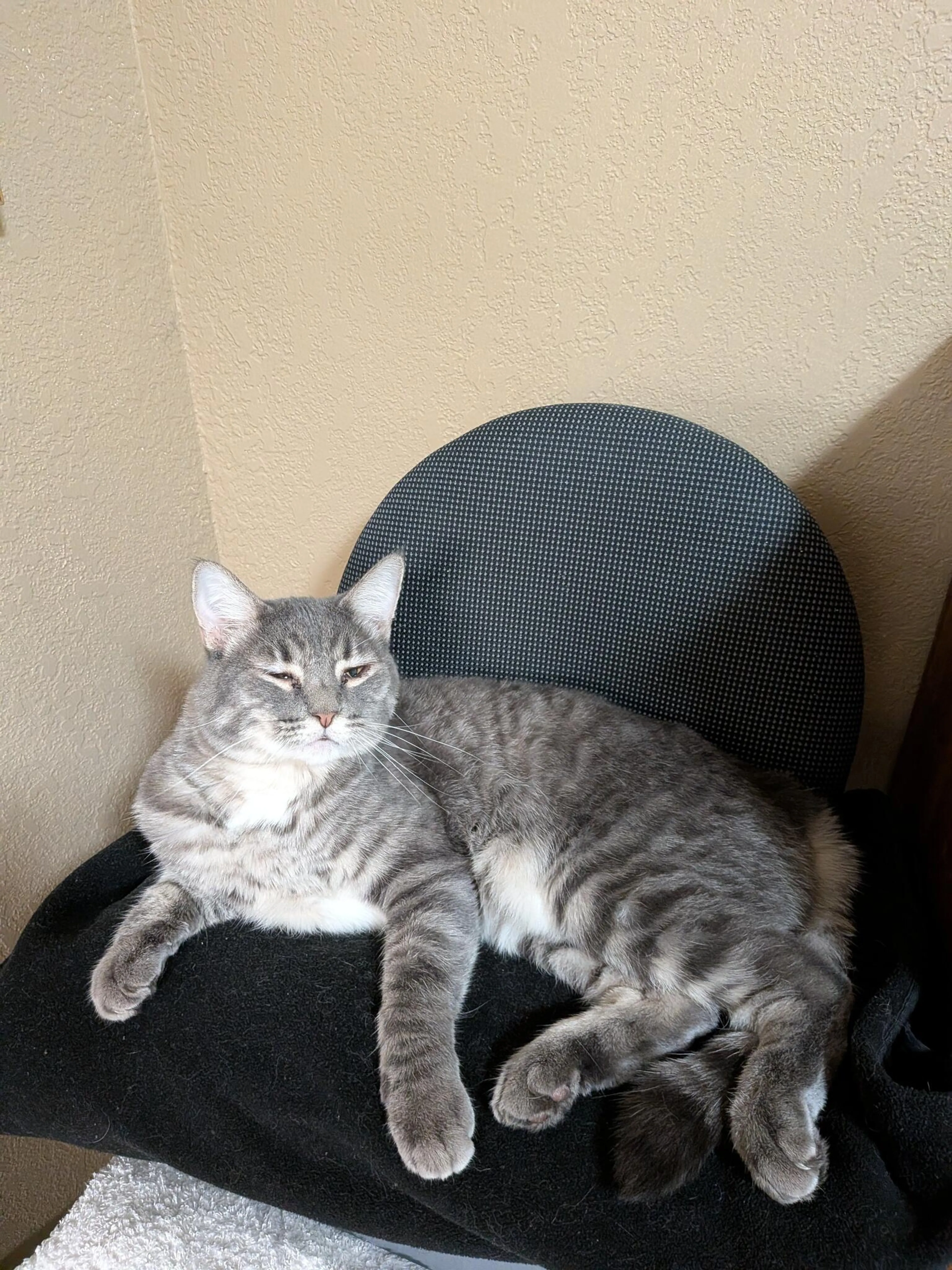 Lost pet