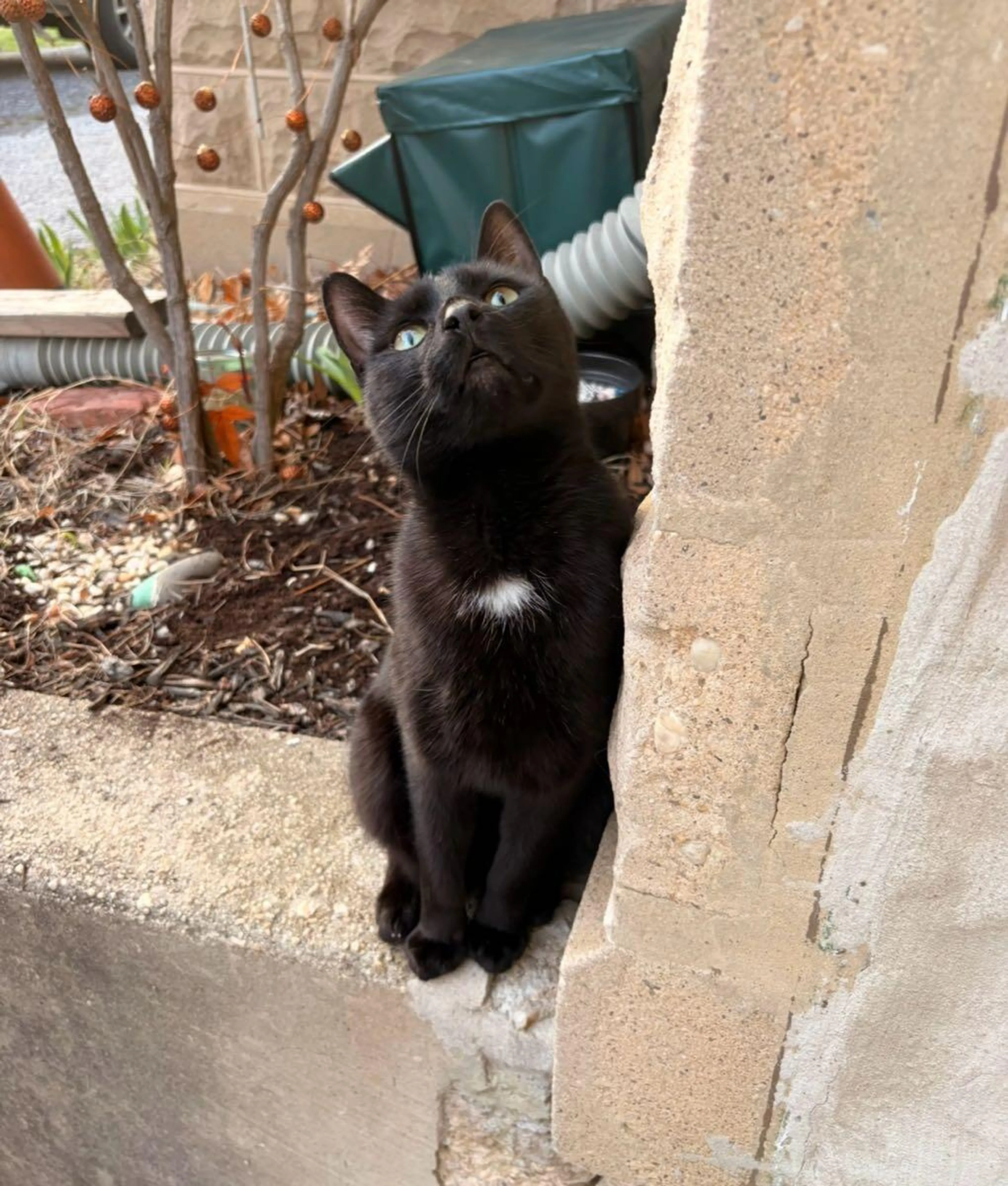 Lost pet