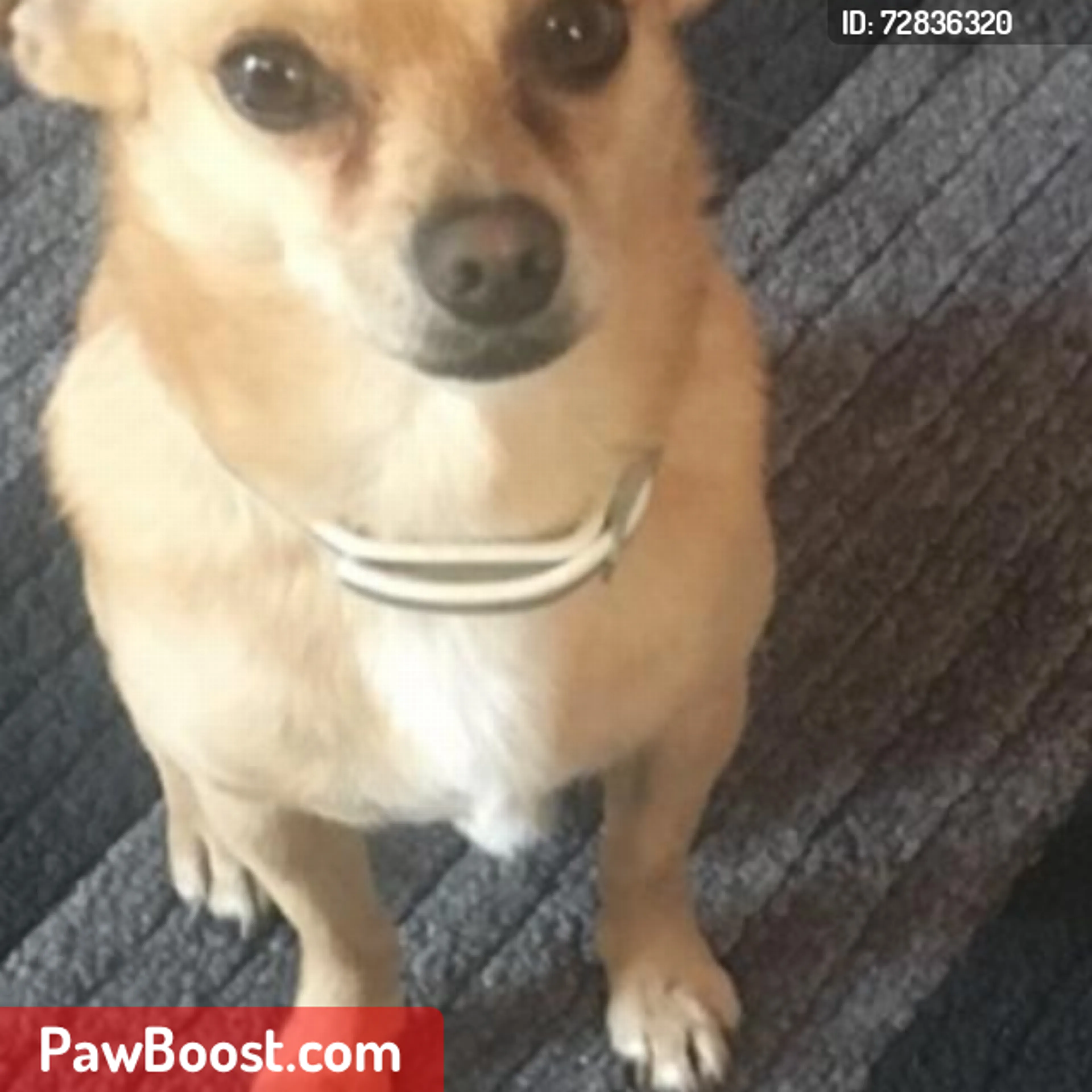 Lost pet