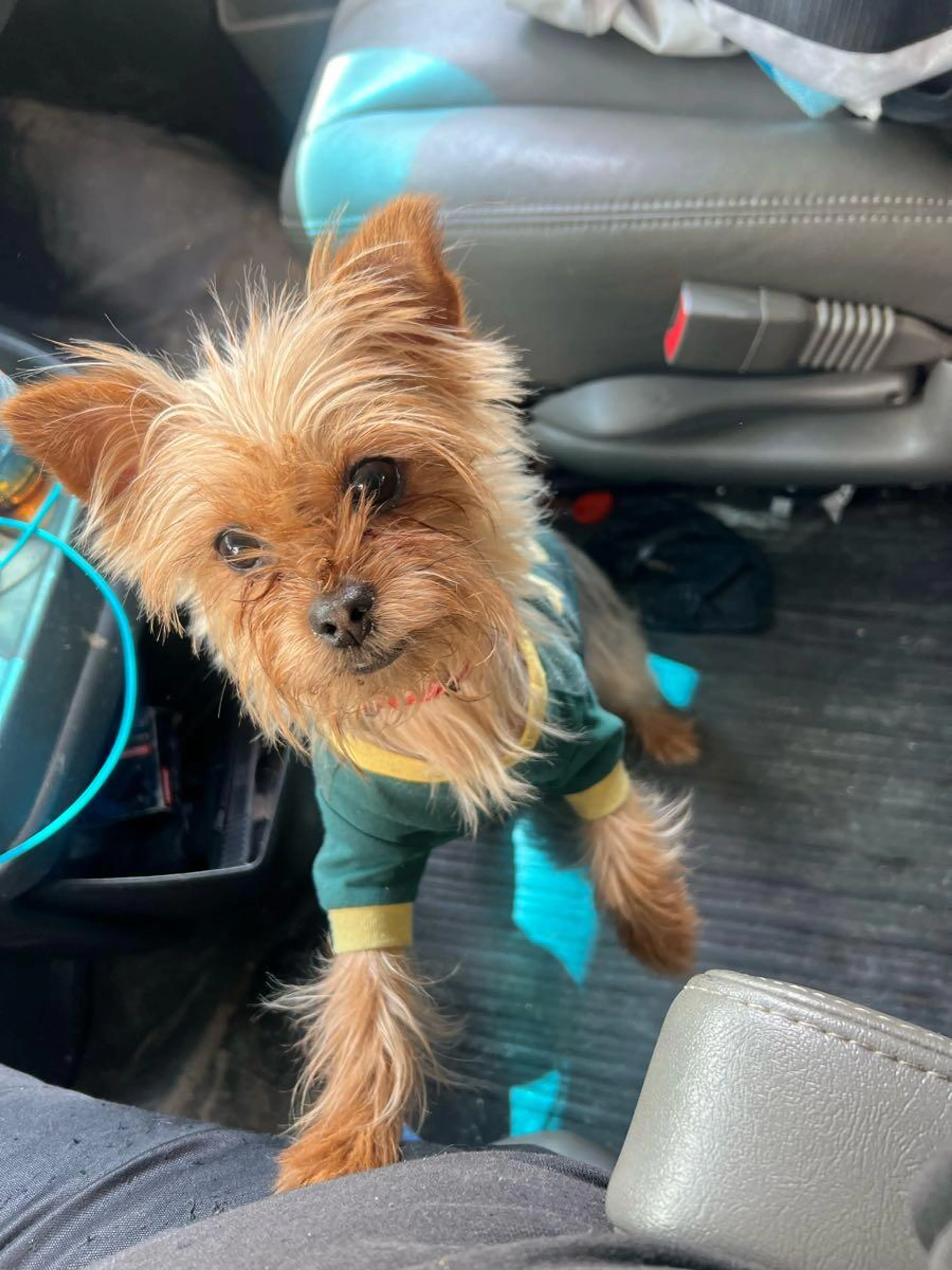Found pet