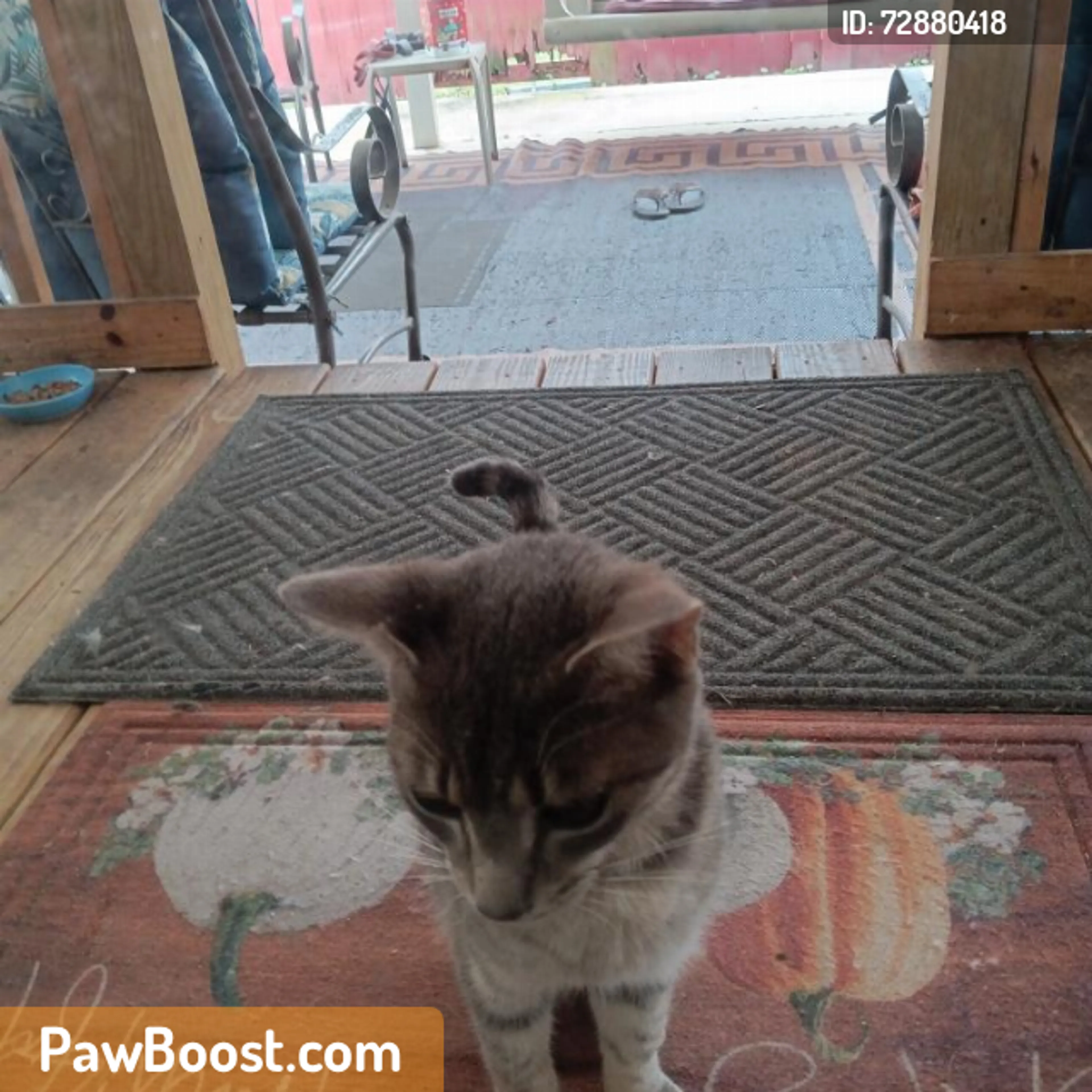 Found pet