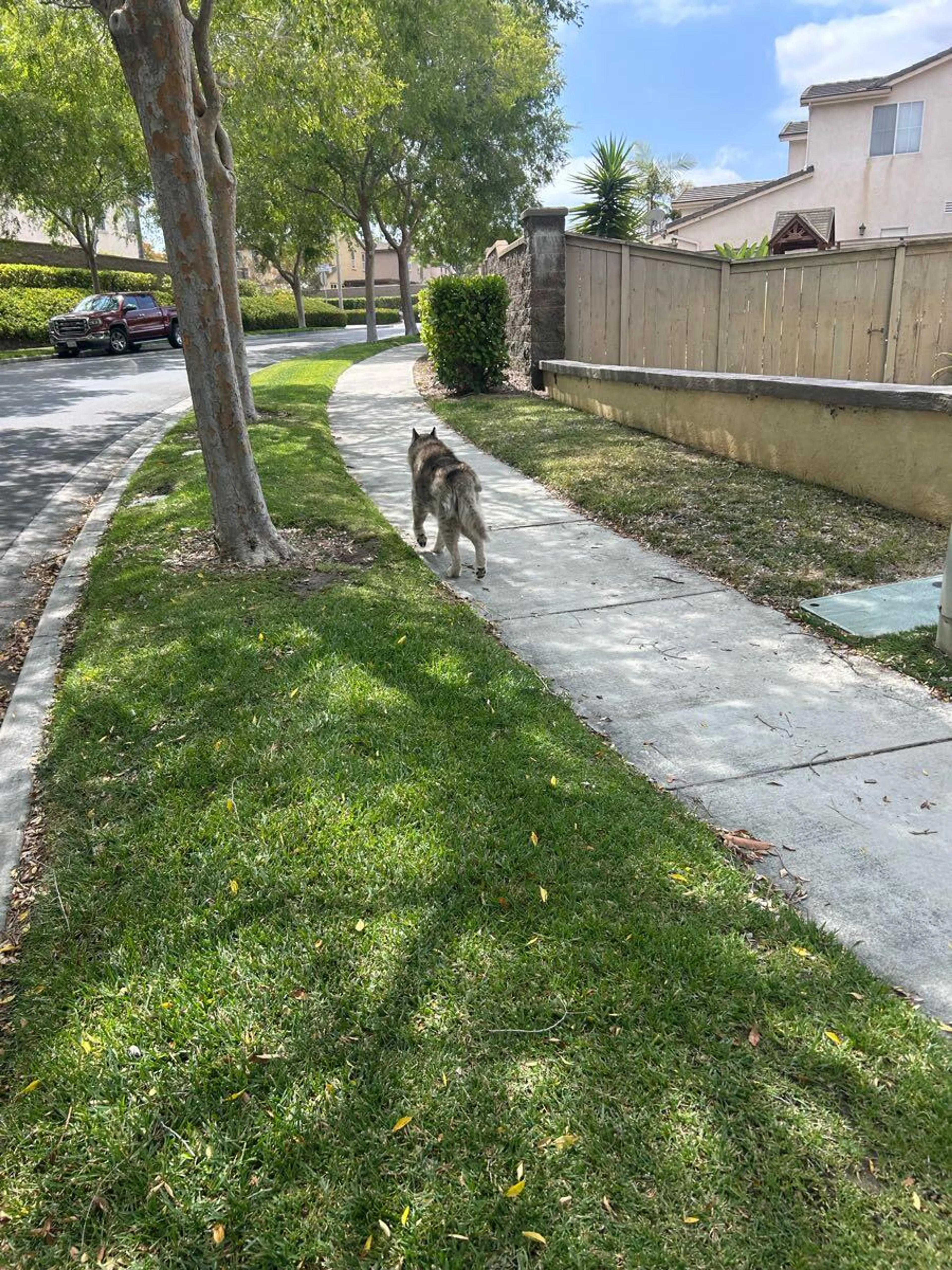 Lost pet