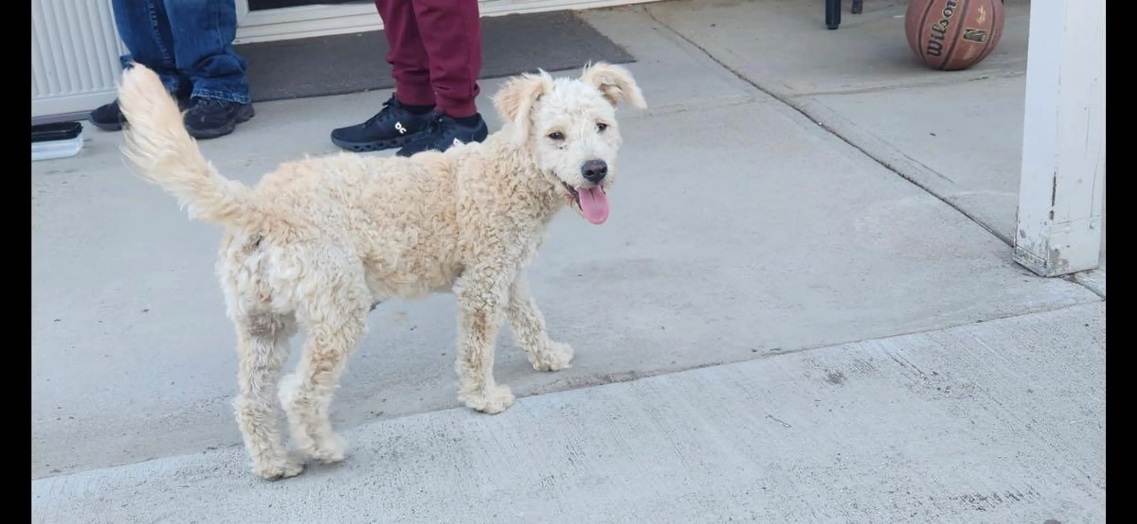Found pet