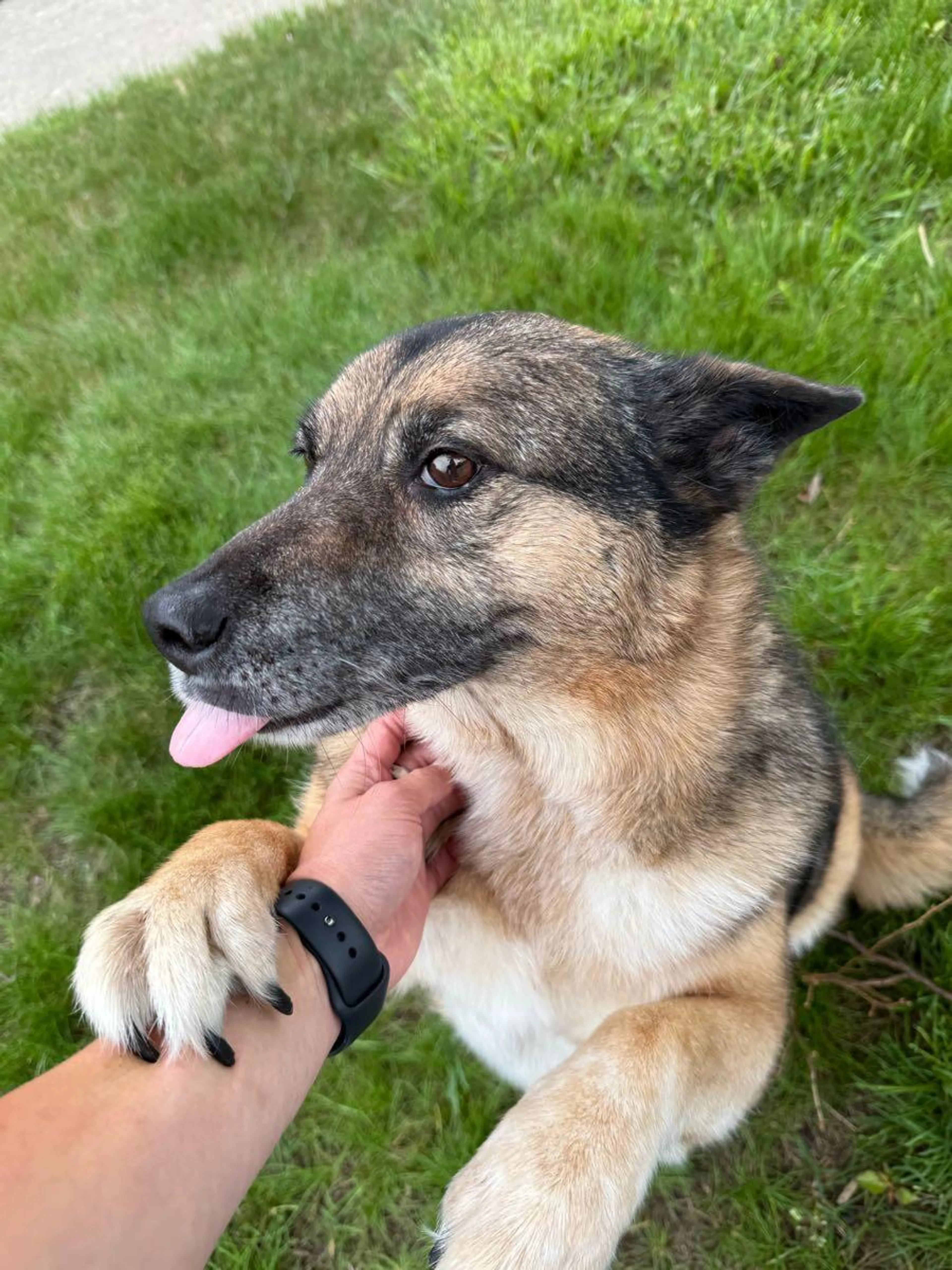 Lost pet