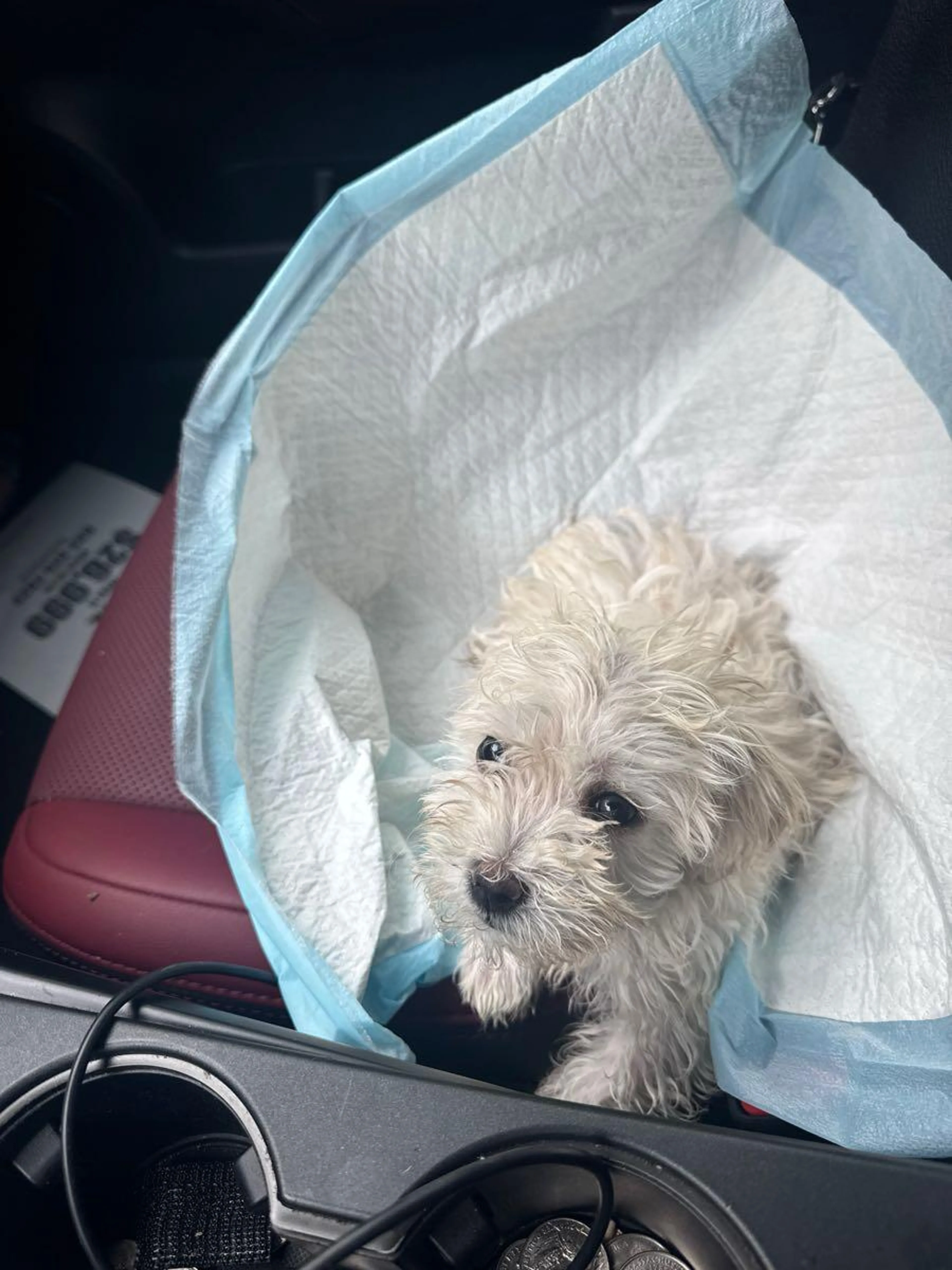 Lost pet