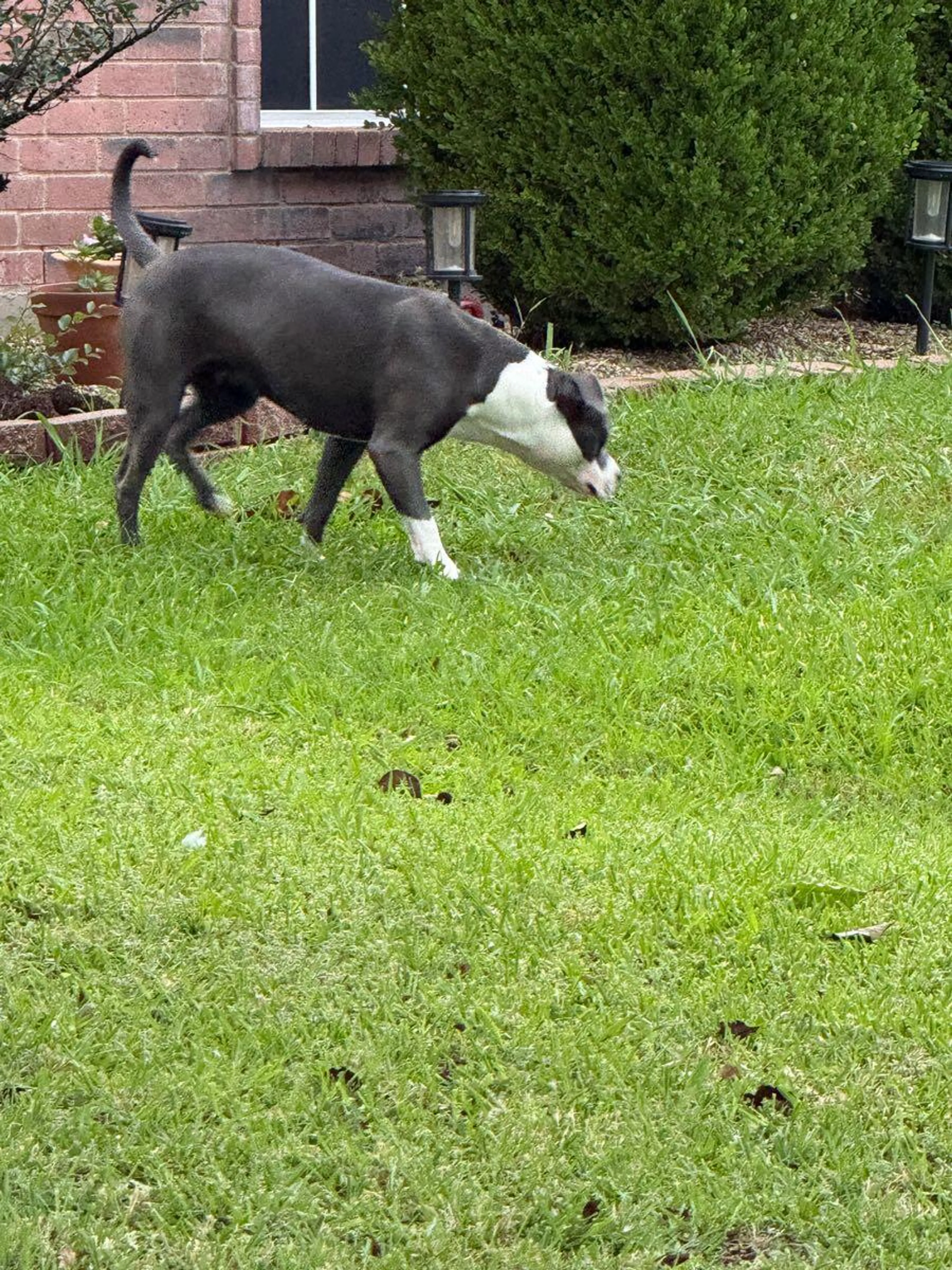 Found pet