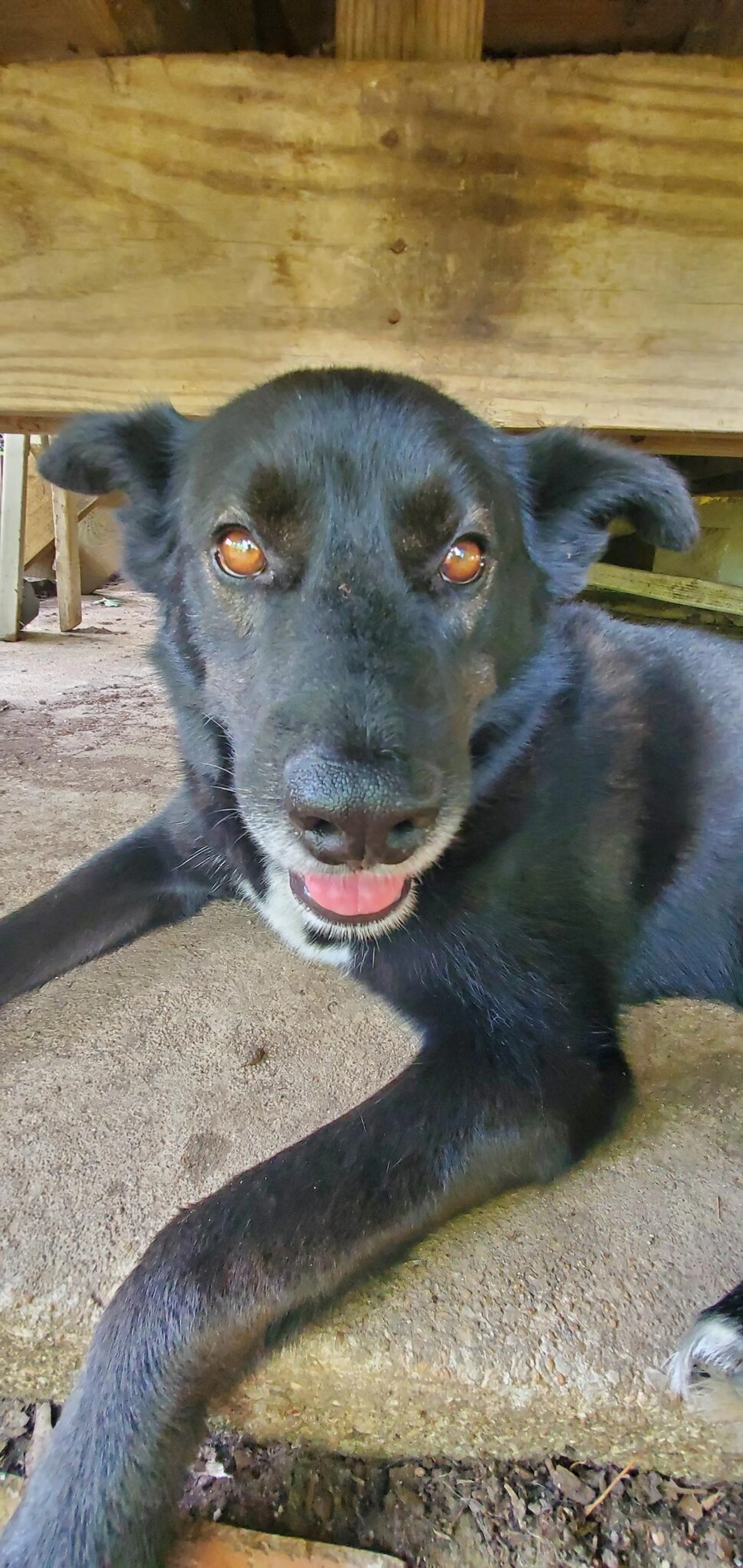Lost pet