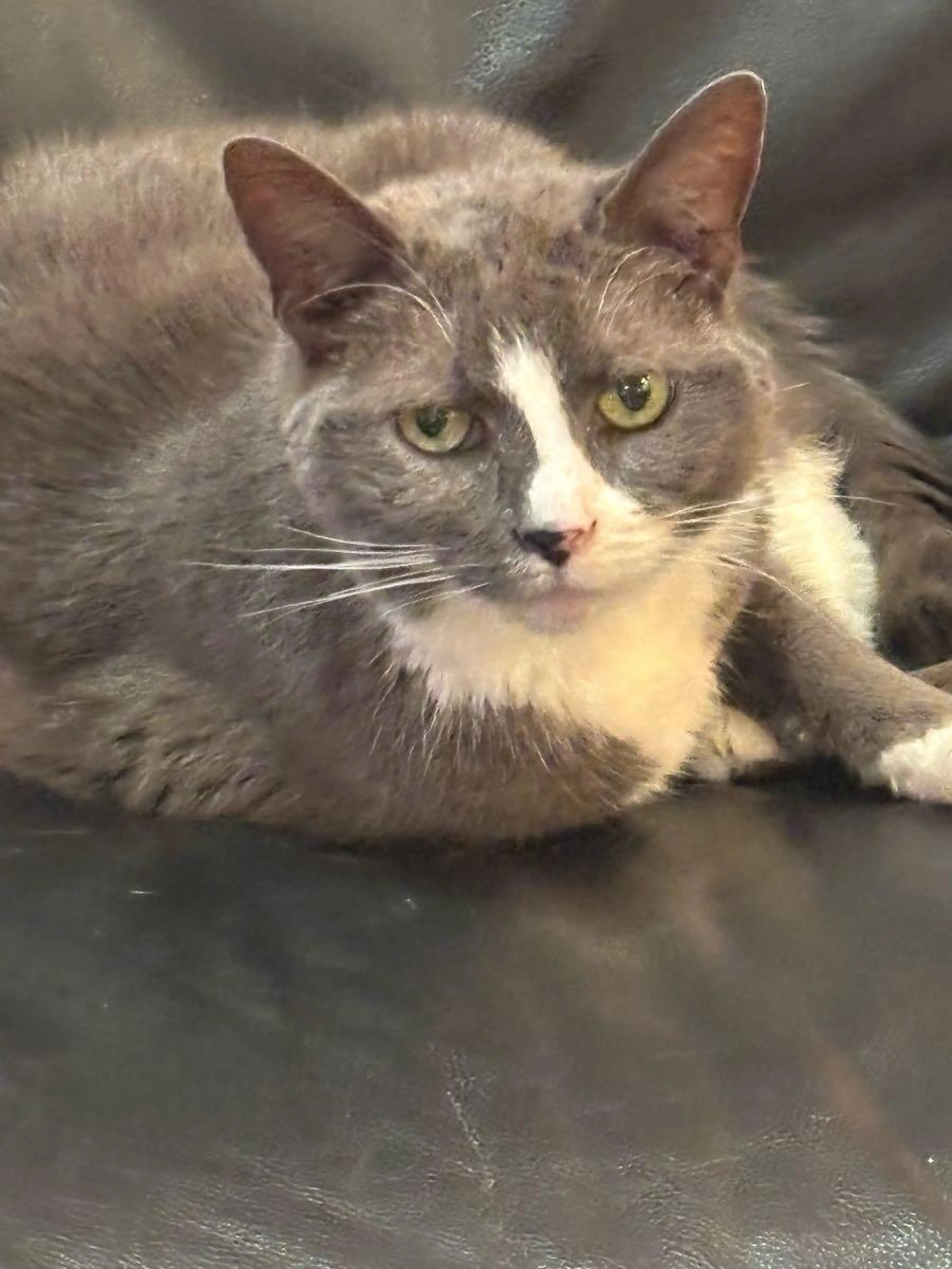 Lost pet