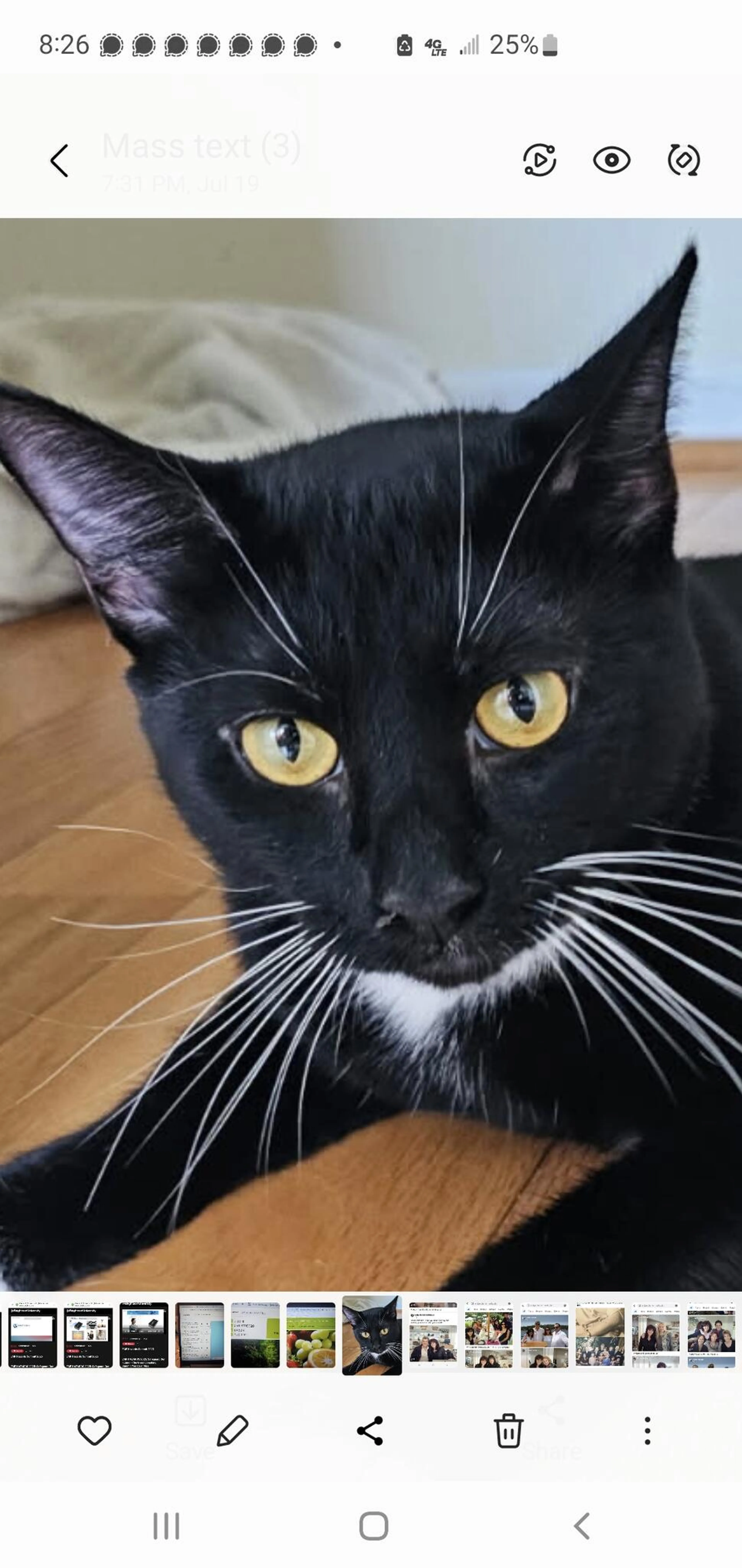 Lost pet