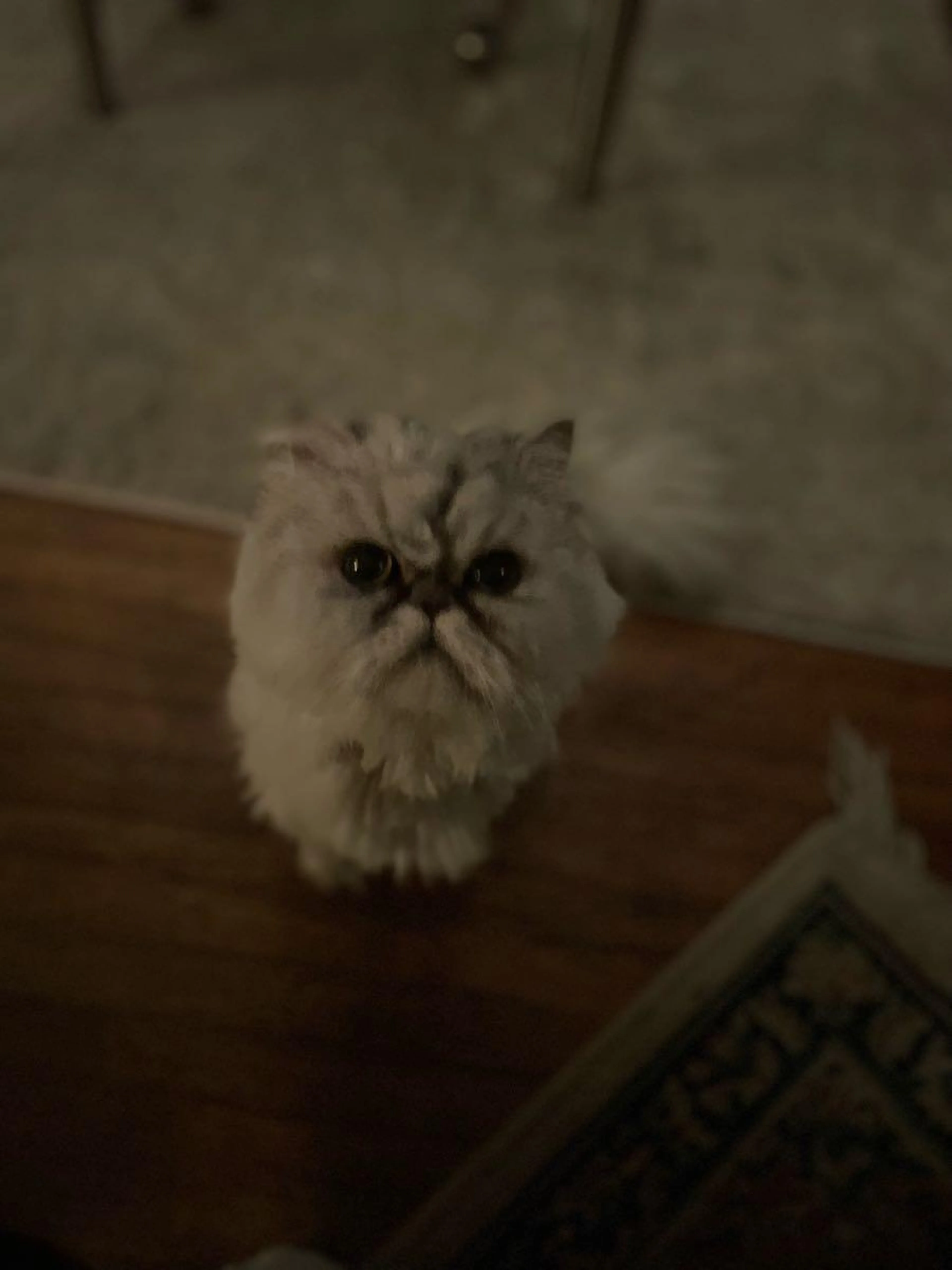 Lost pet