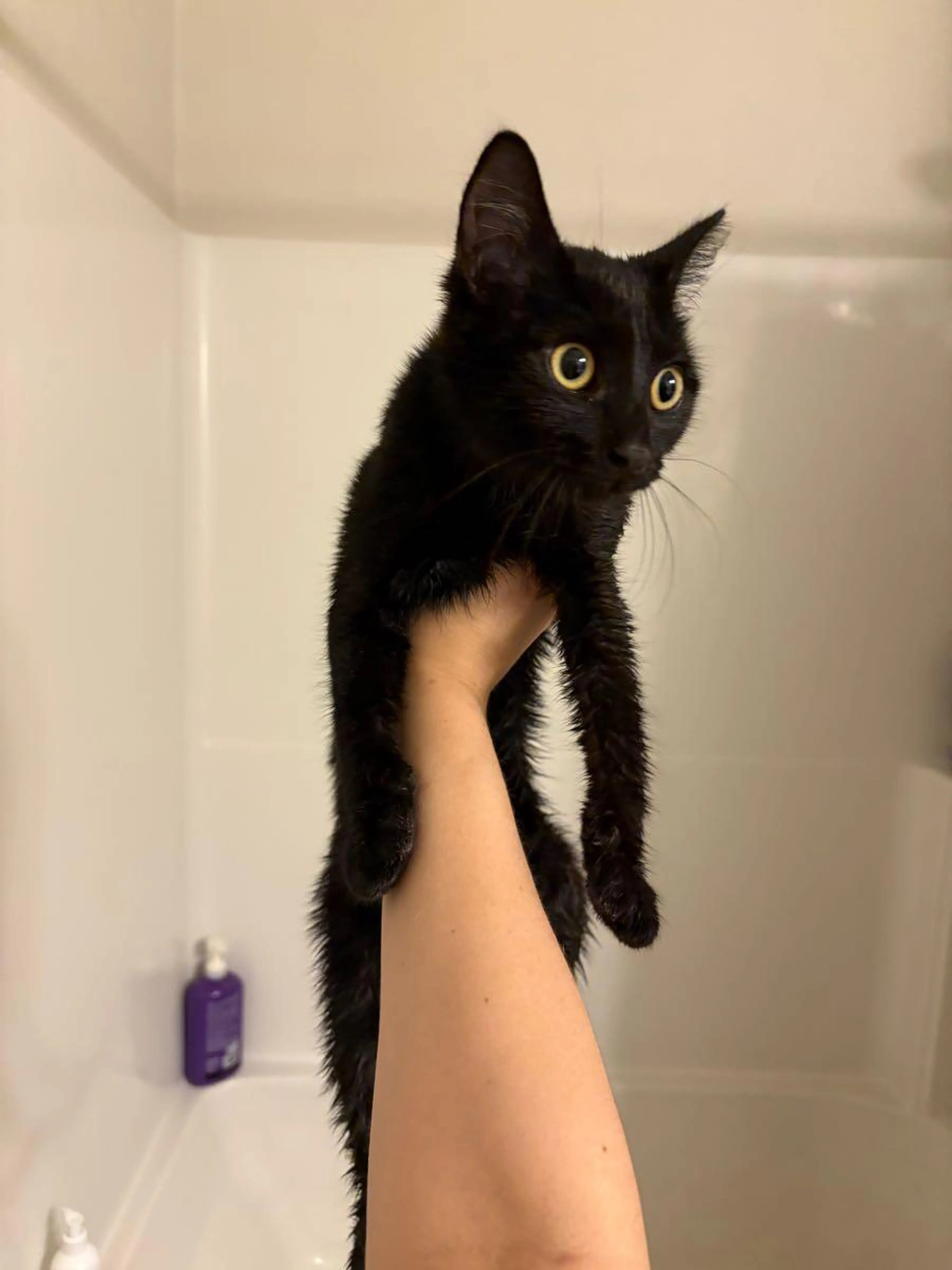 Found pet
