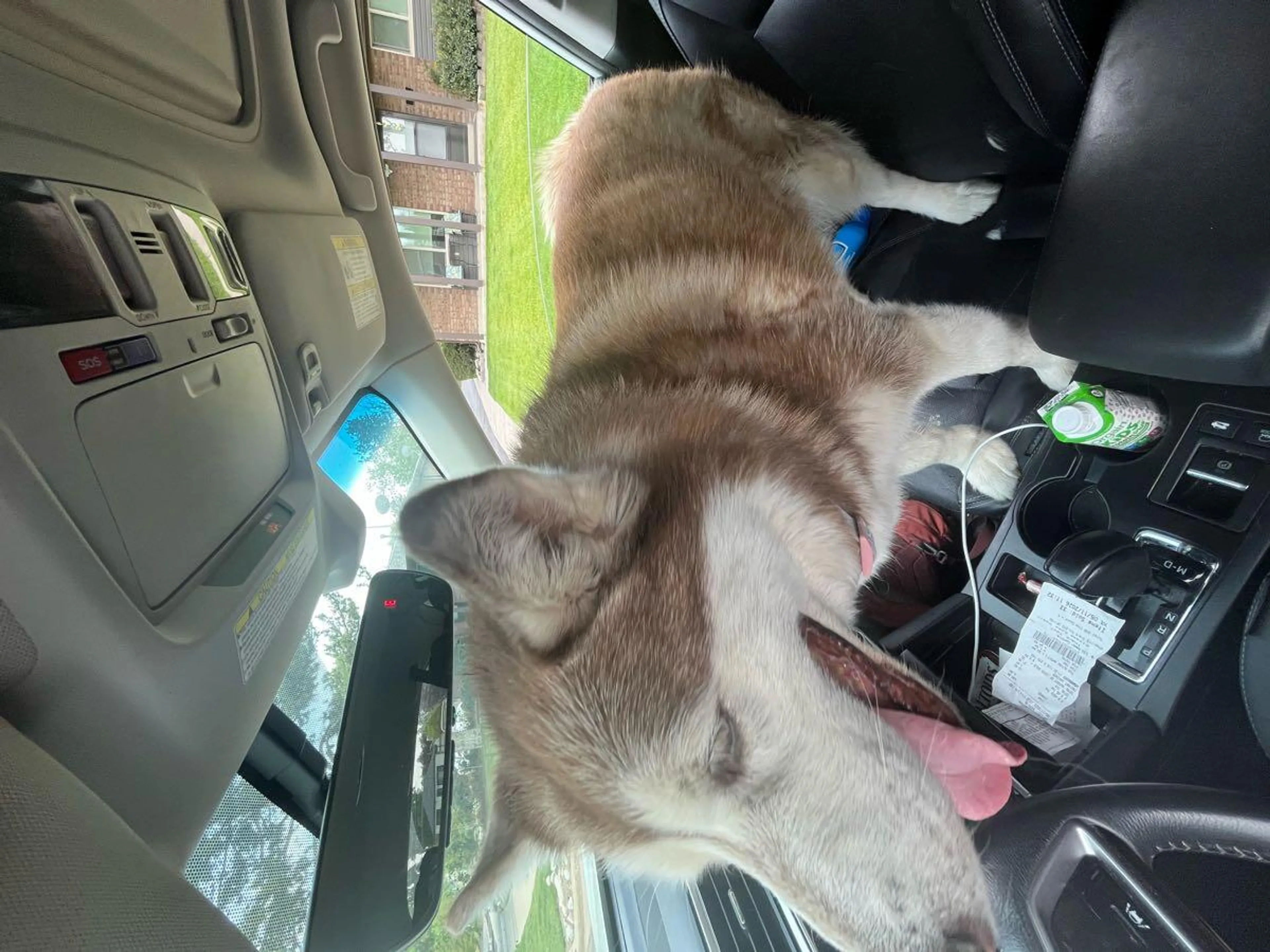 Found pet