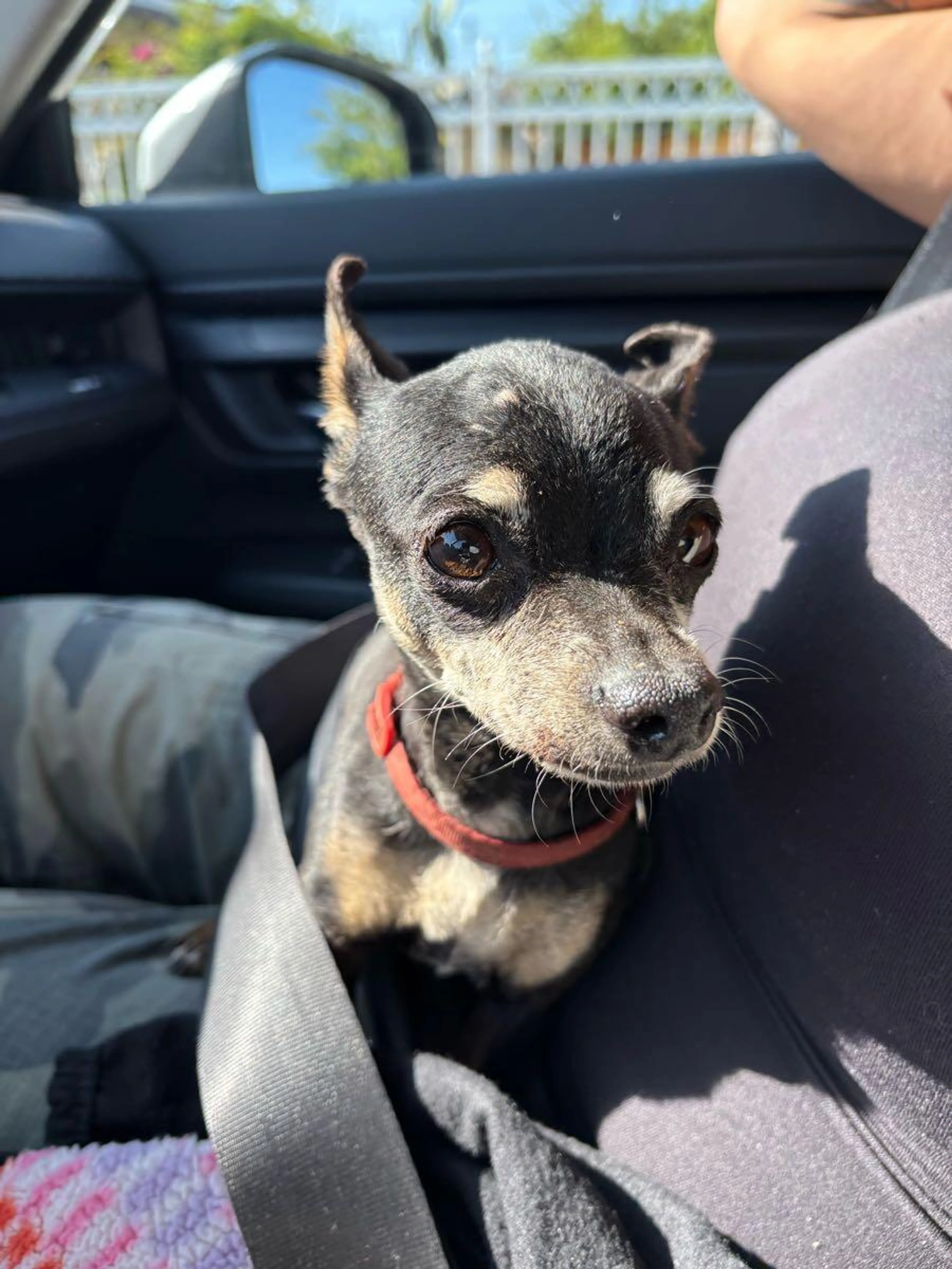 Found pet