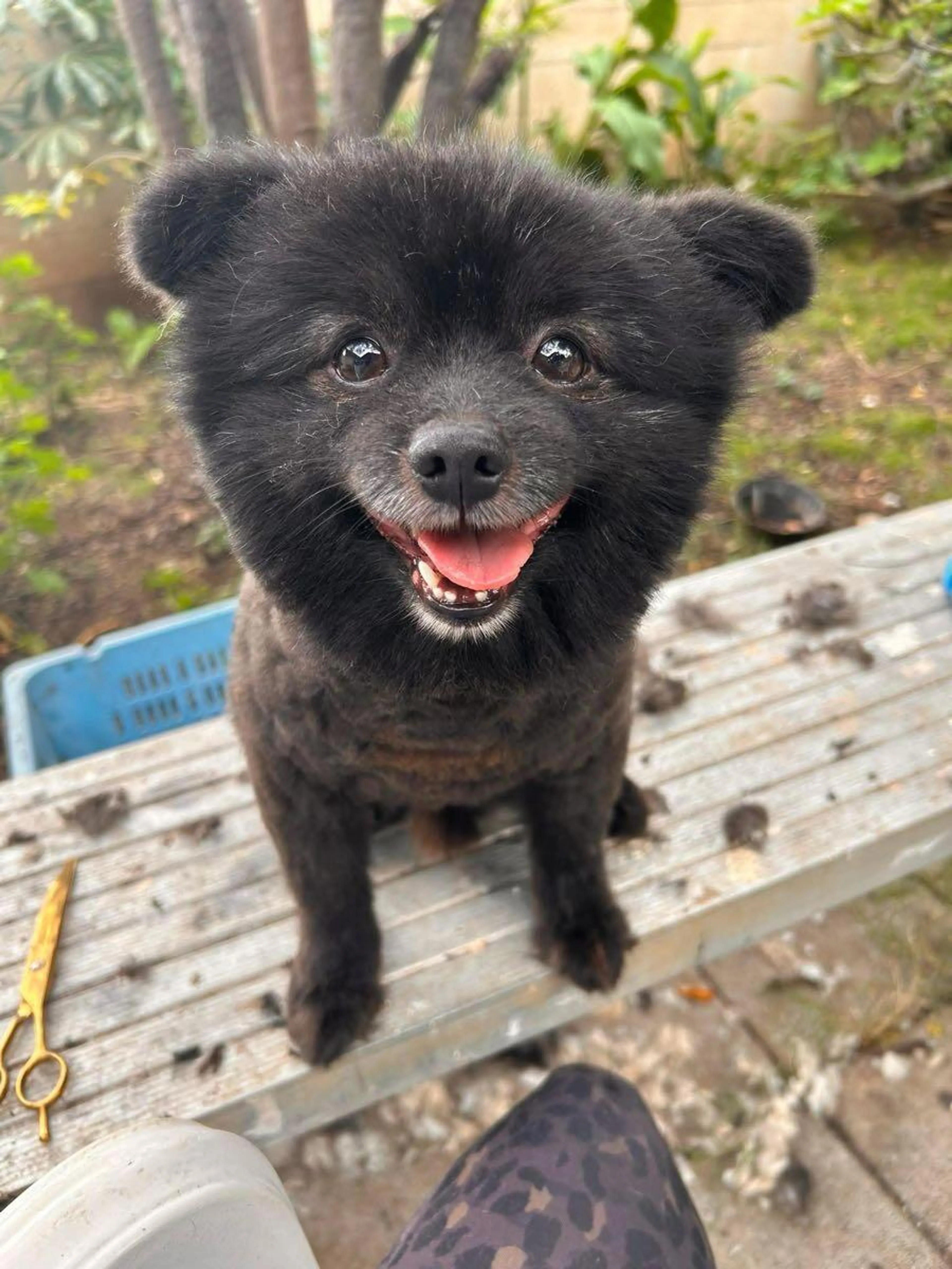 Lost pet