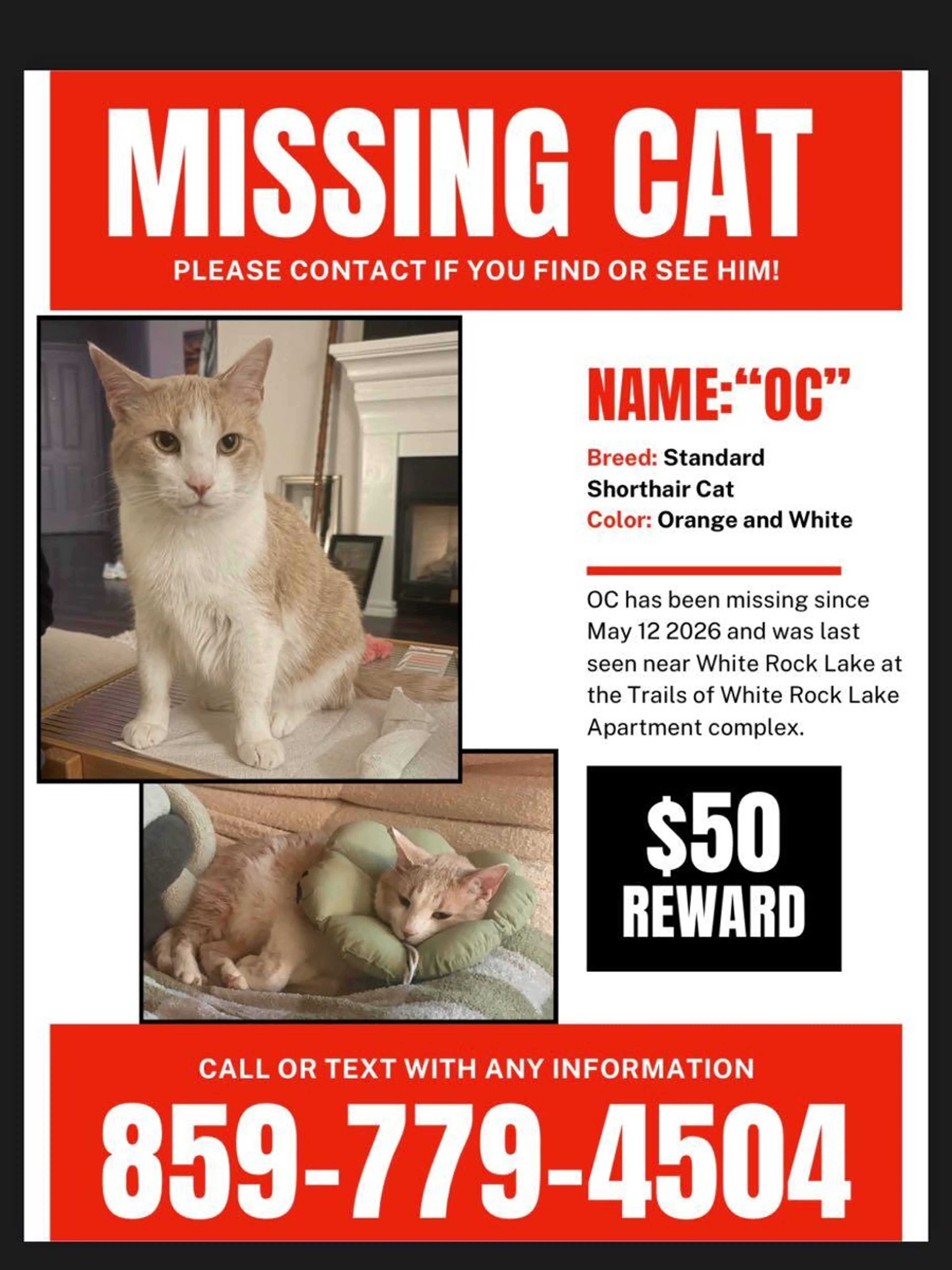 Lost pet