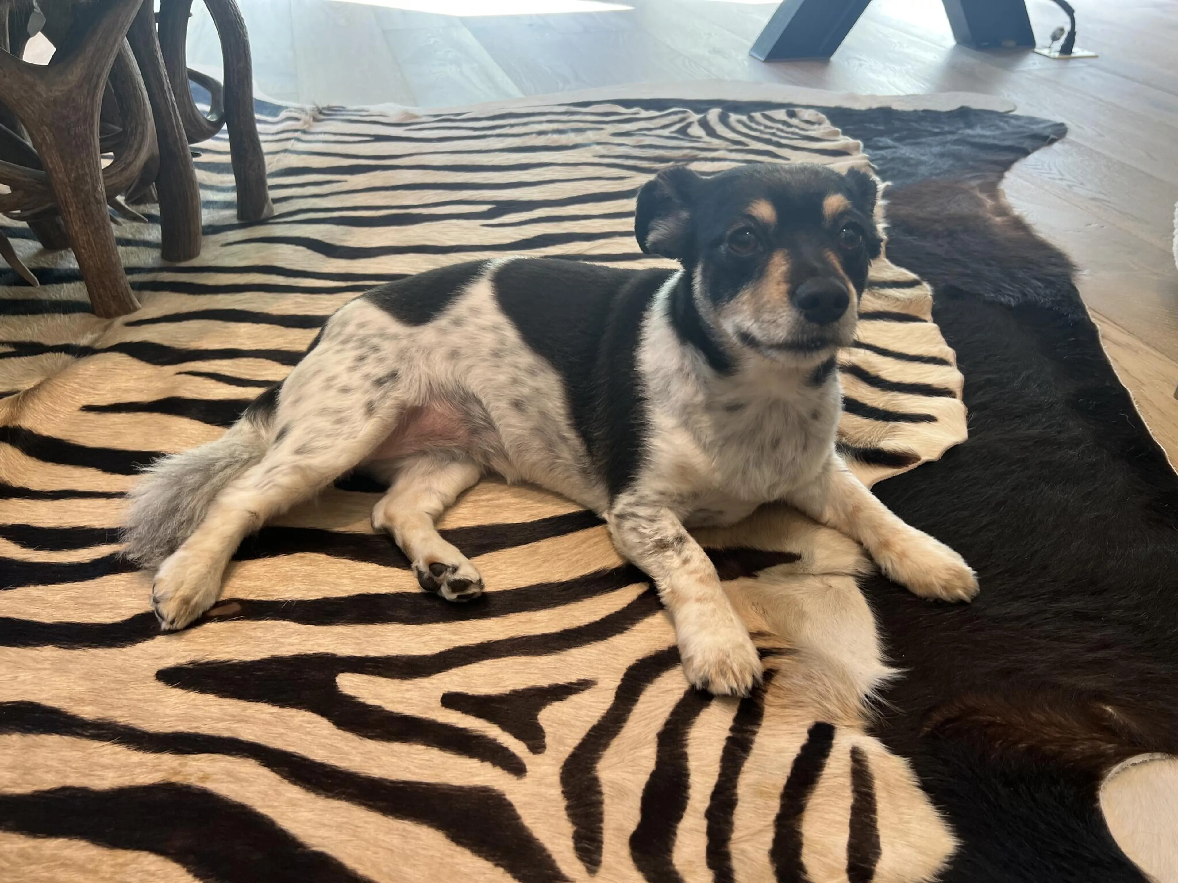 Found pet